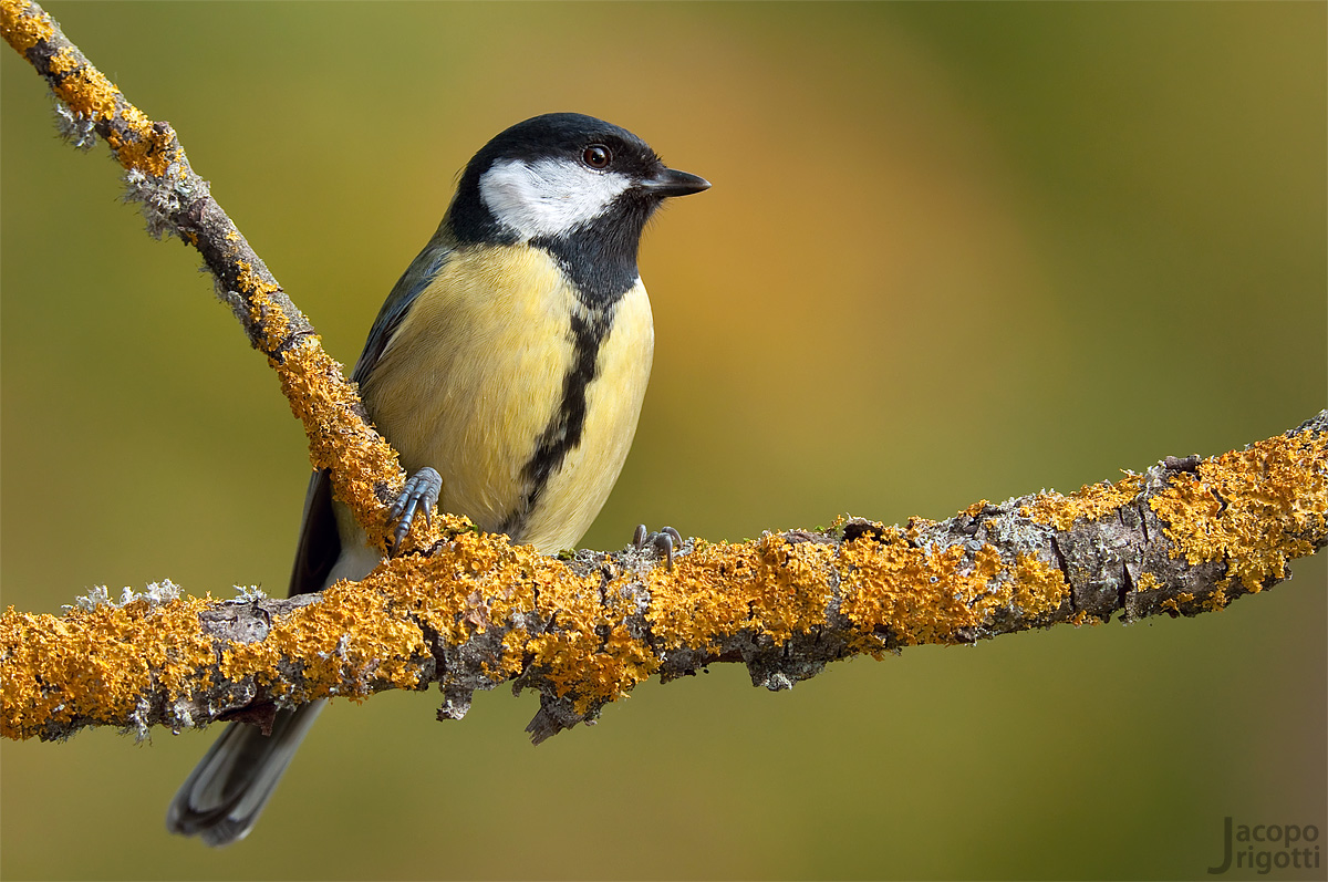 Great Tit