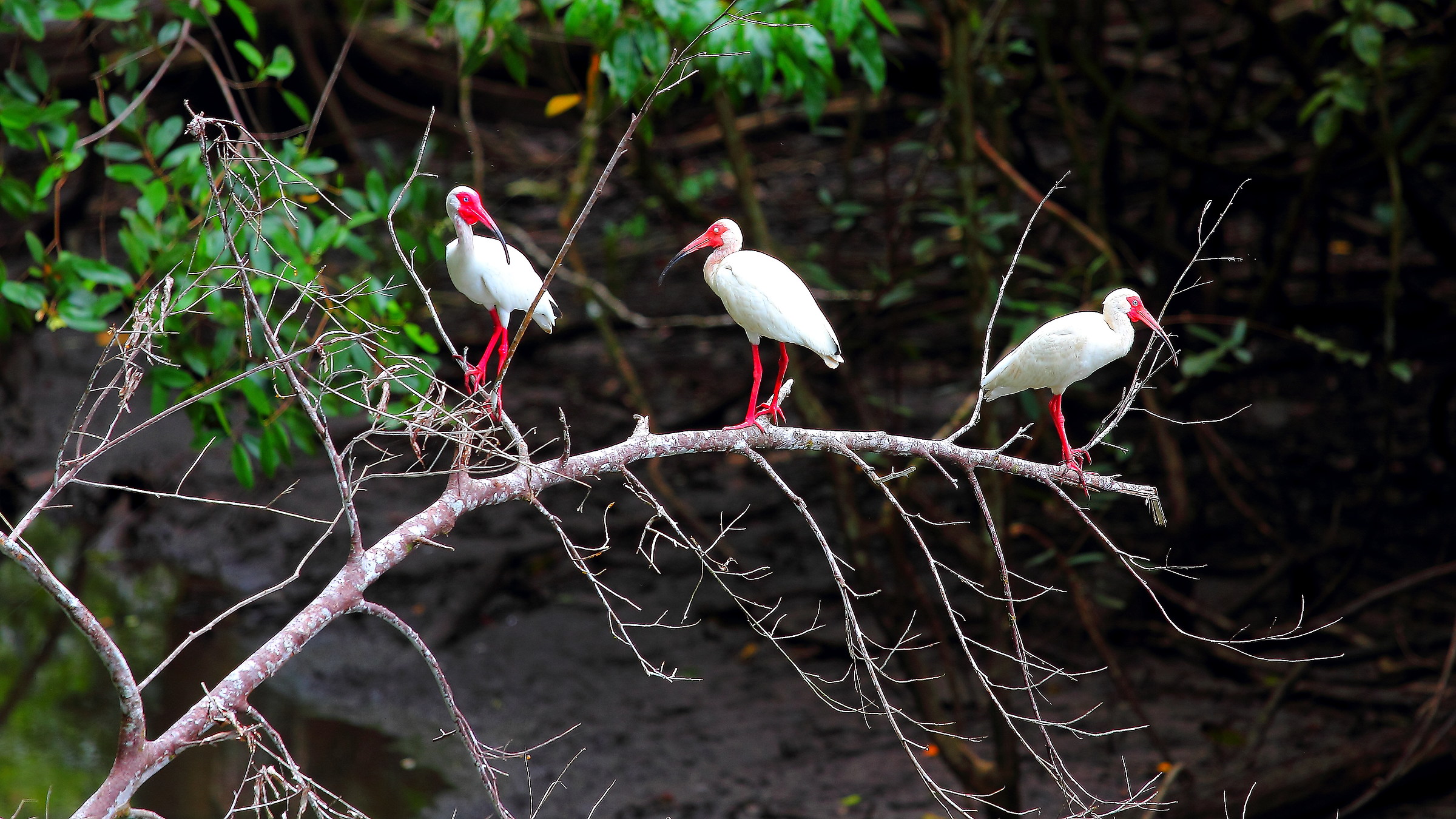 White Ibis, Costa Rica rainforest