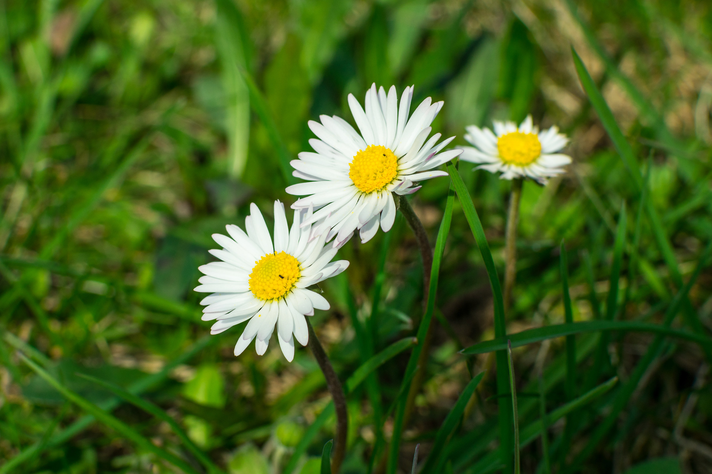 I colori della natura.