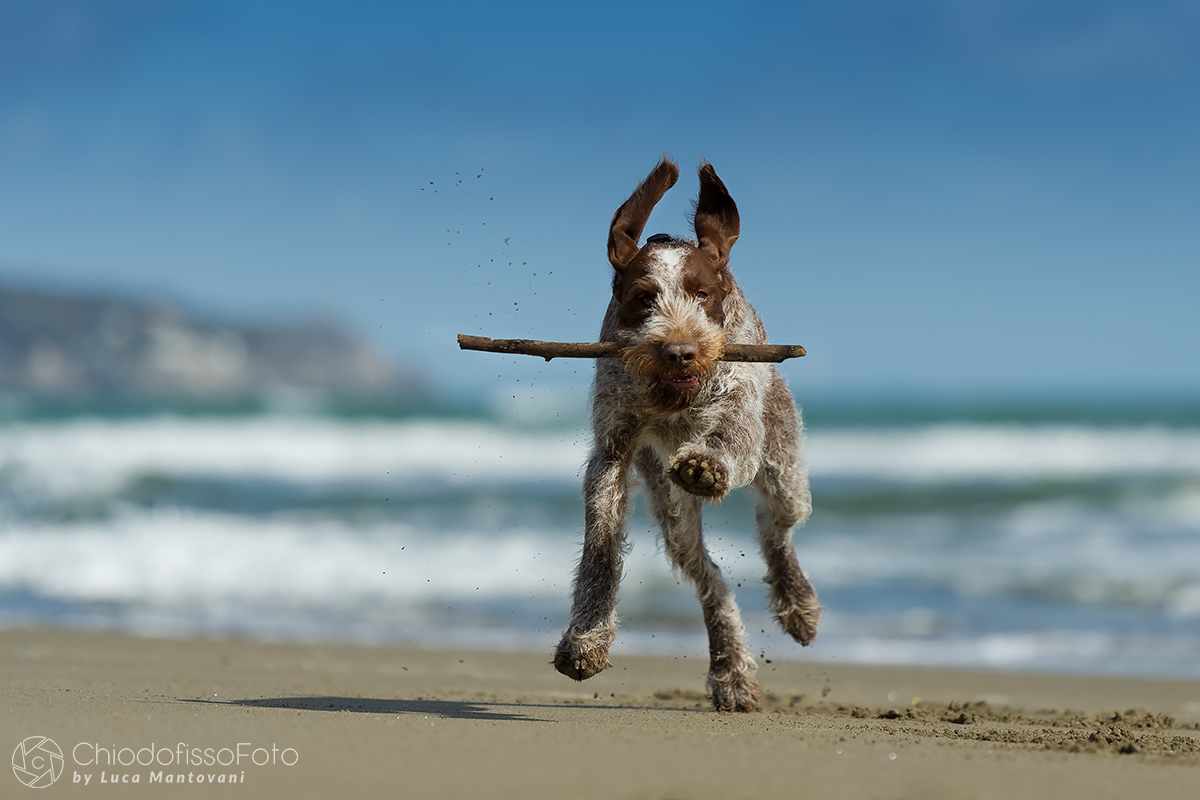 The joyful retrieve over ears in the wind