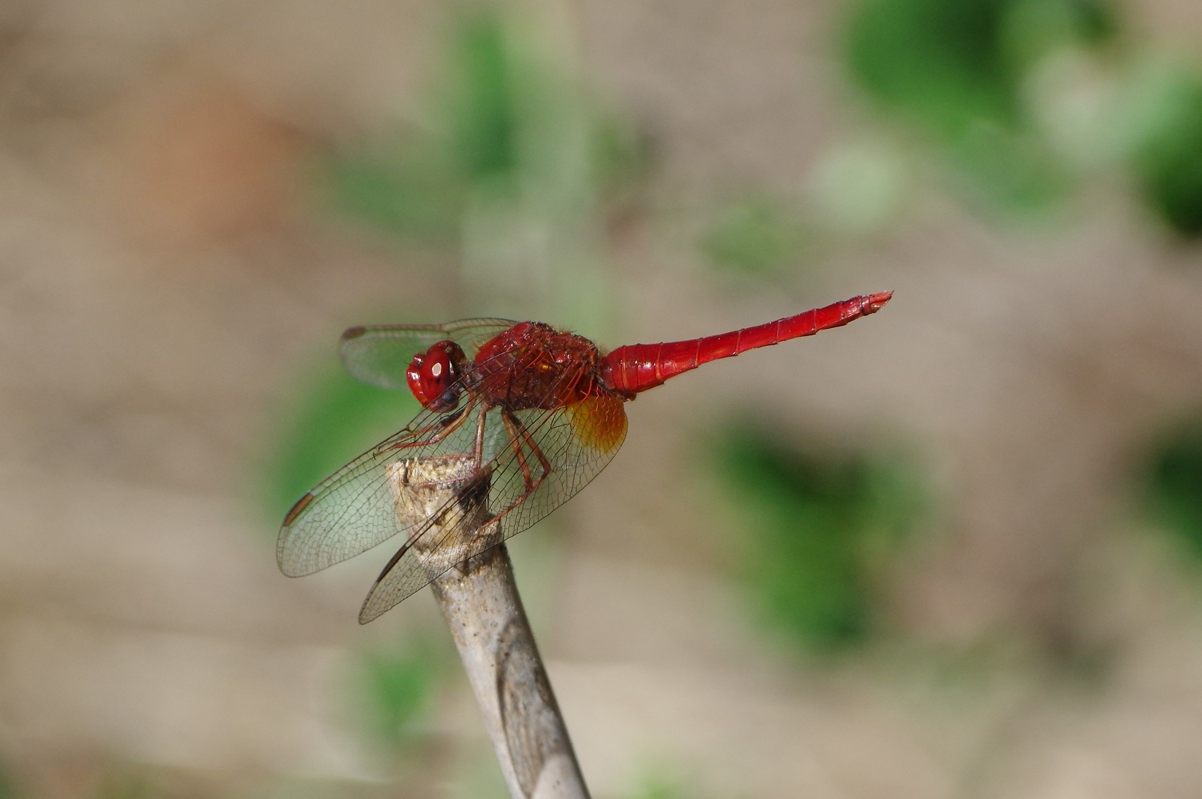 Red arrow & bad; (Crocothemis erythraea)