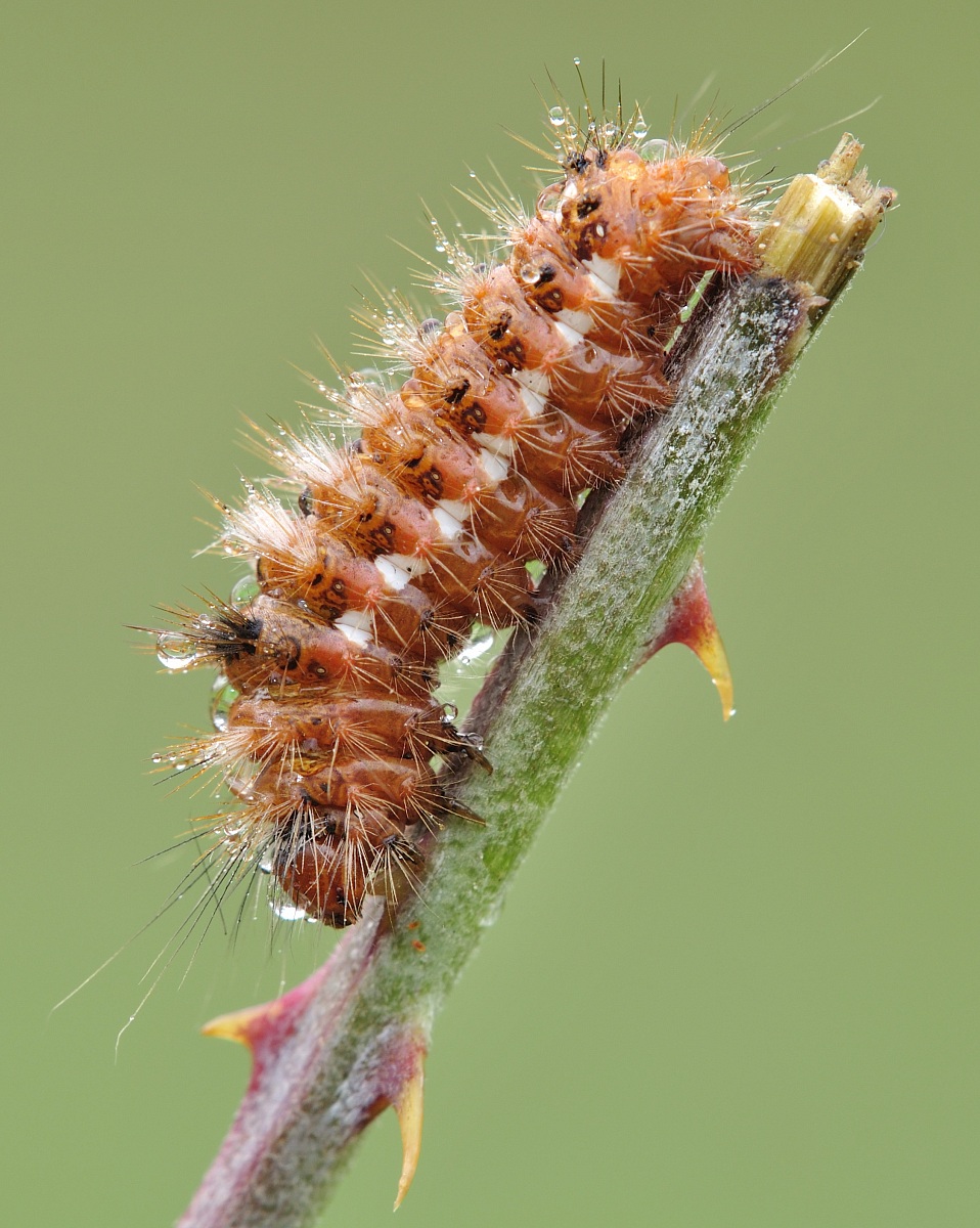 Acronicta (Viminia) rumicis (Linnaeus, 1758)