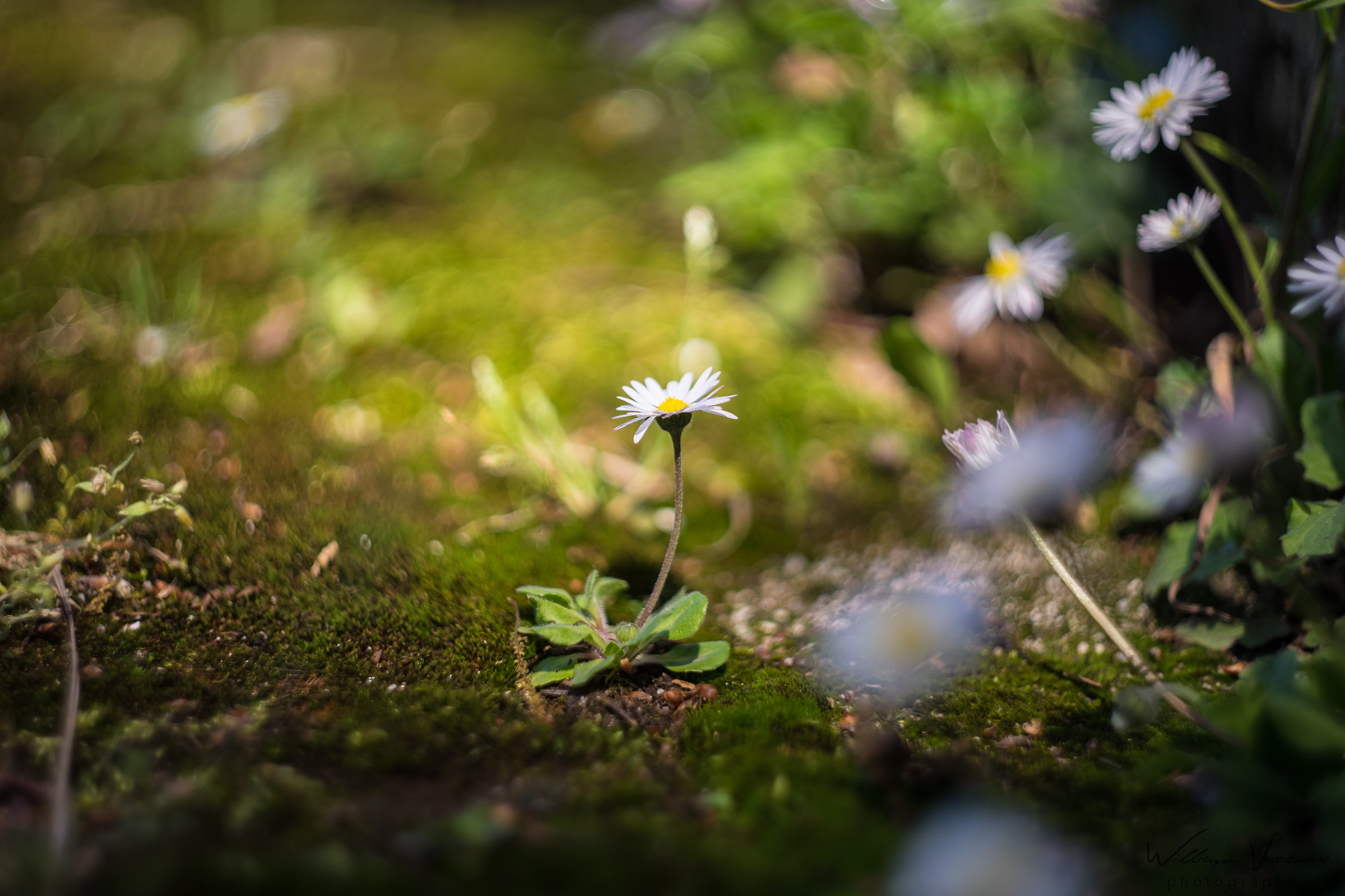 Test Zenit Helios MC 44-6