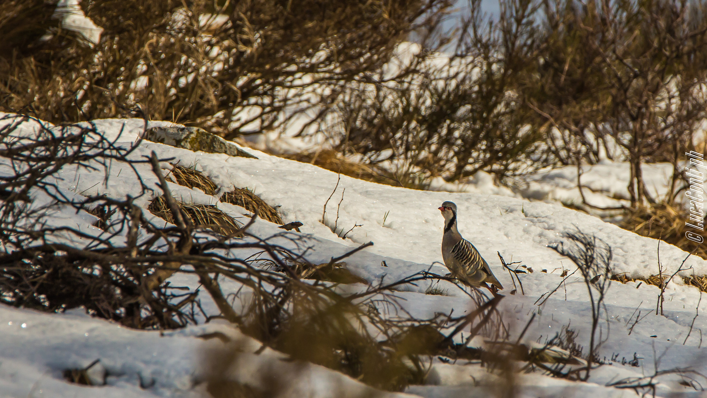 Rock Partridge (Alectoris Graeca) Valsassina