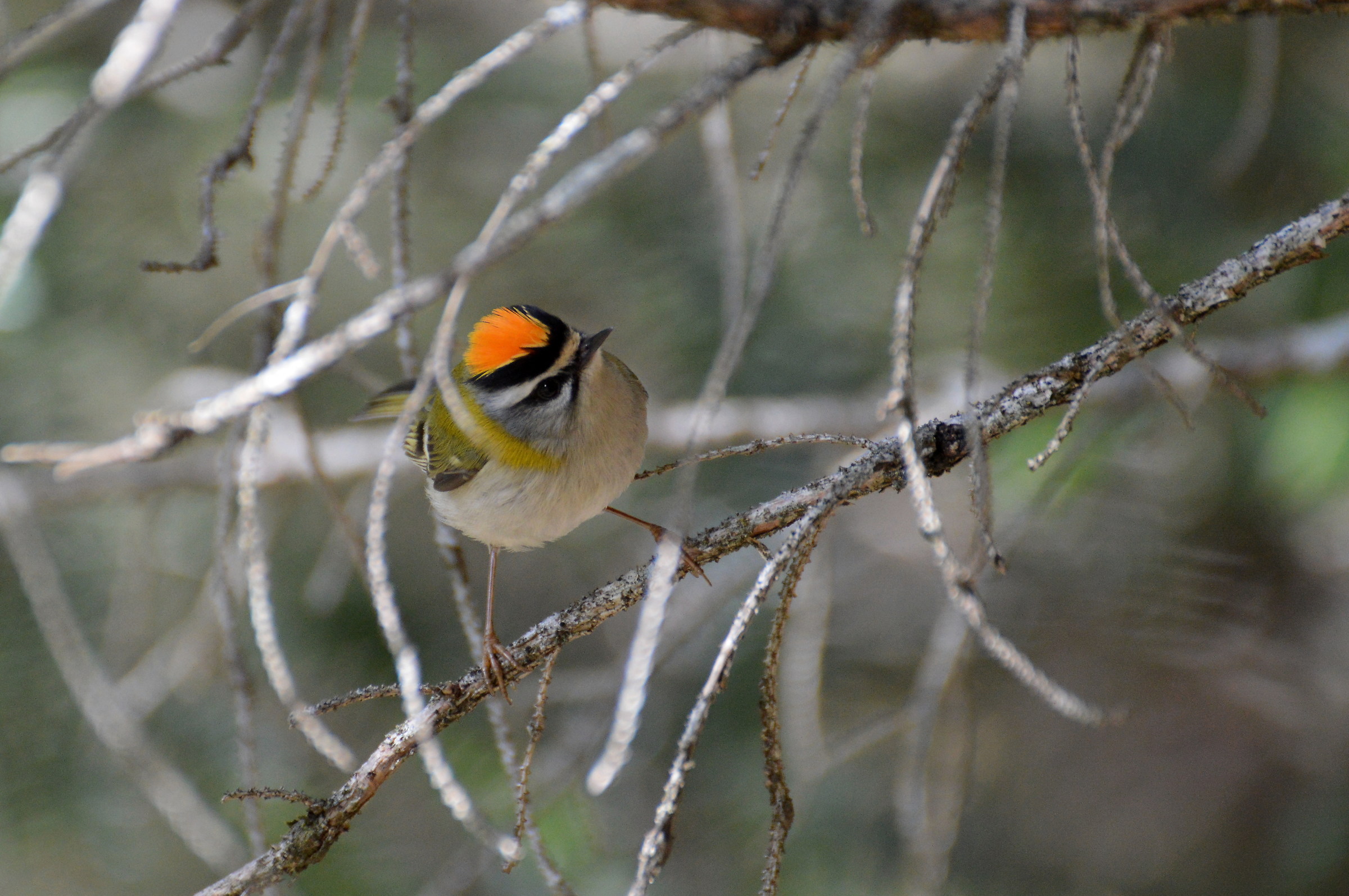 fiorrancino maschio fluorescente