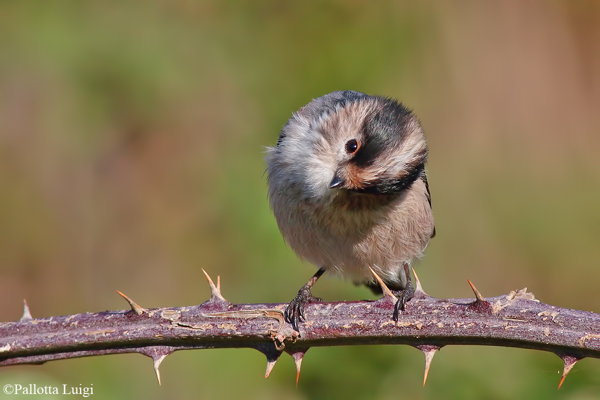 Codibugnolo (Aegithalos caudatus)