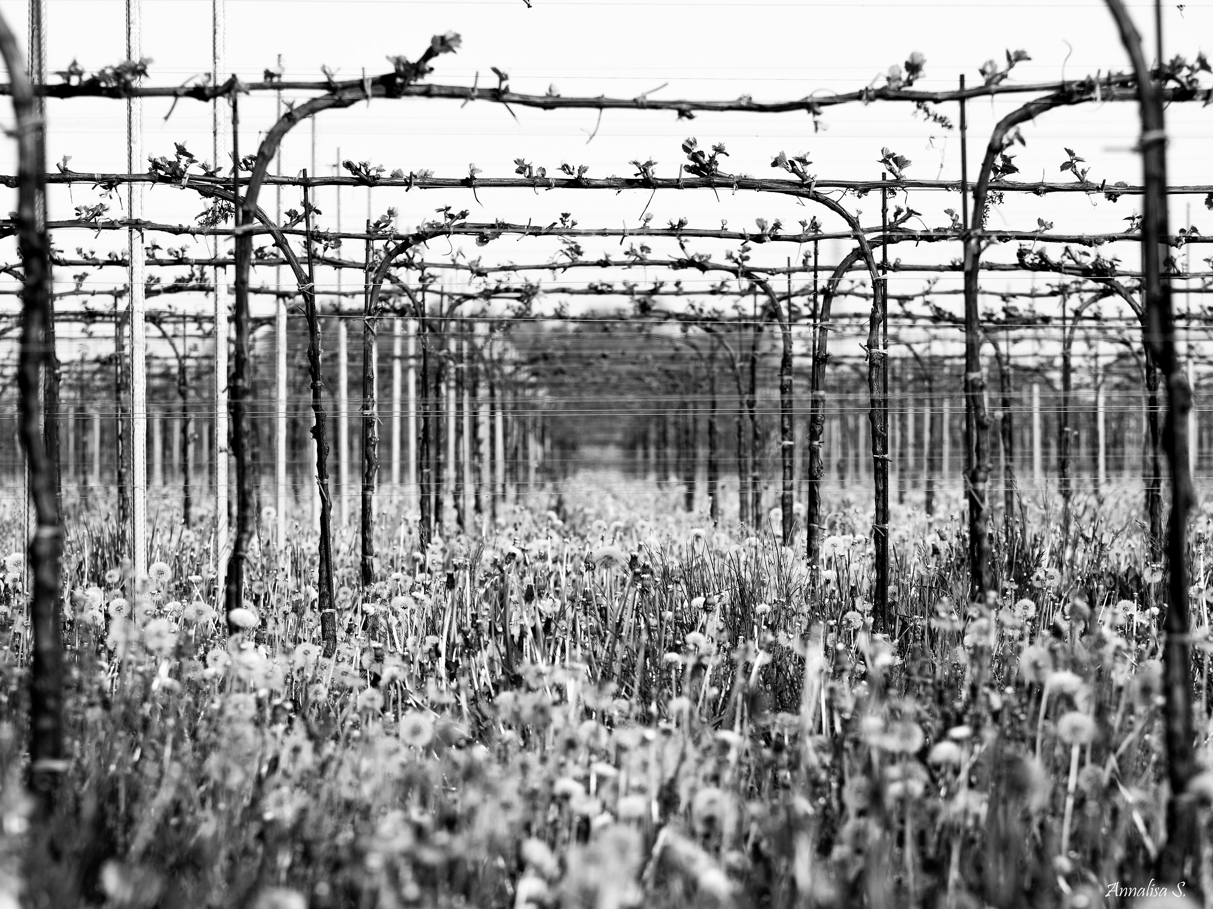Geometry between vineyards