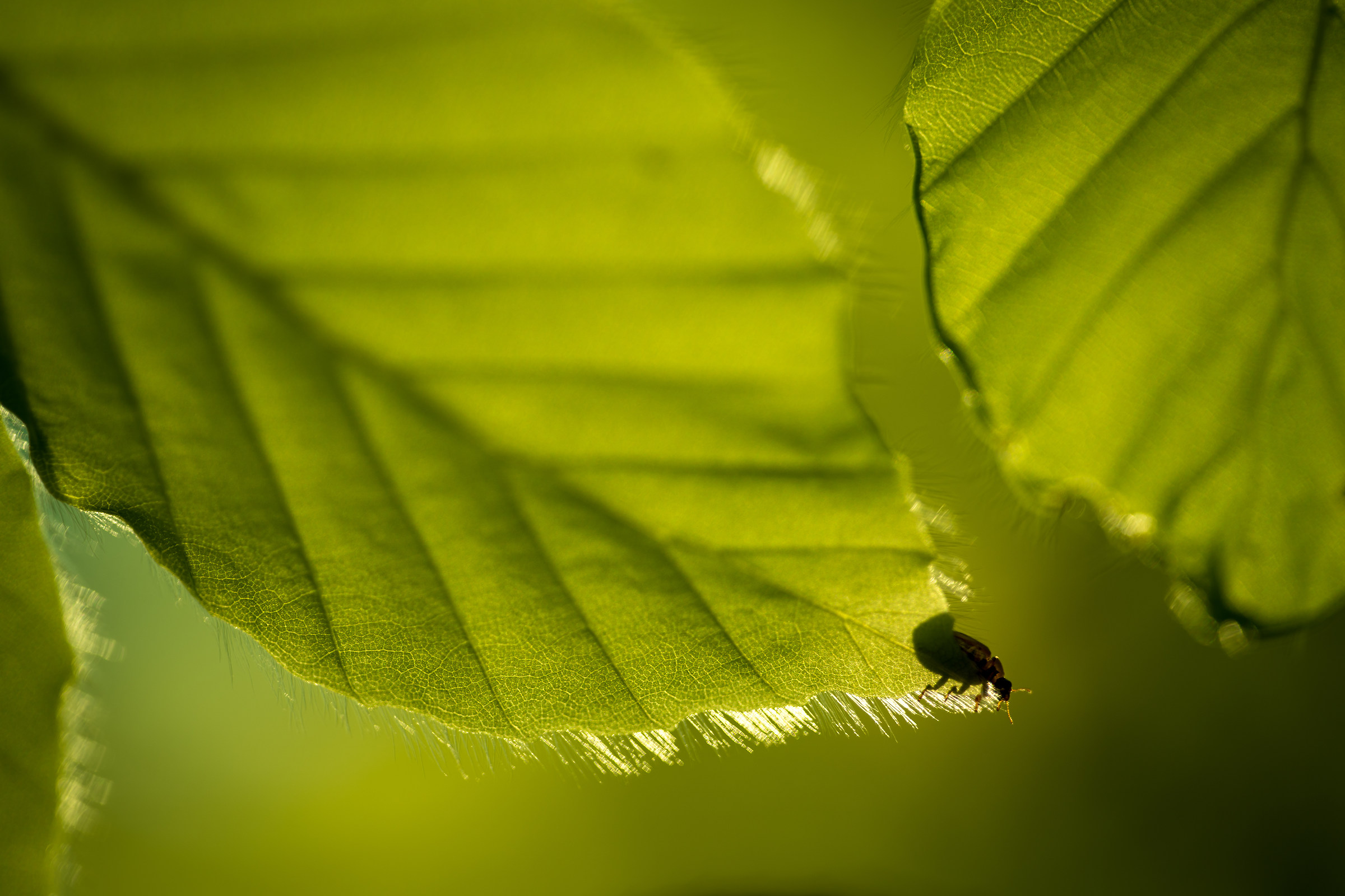 Ooooh, senza speranza! nessun modo per me?
