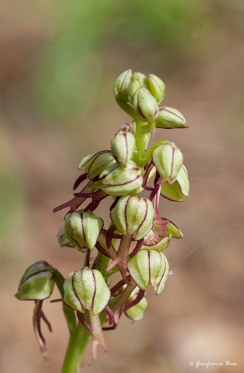 orchis anthropophora