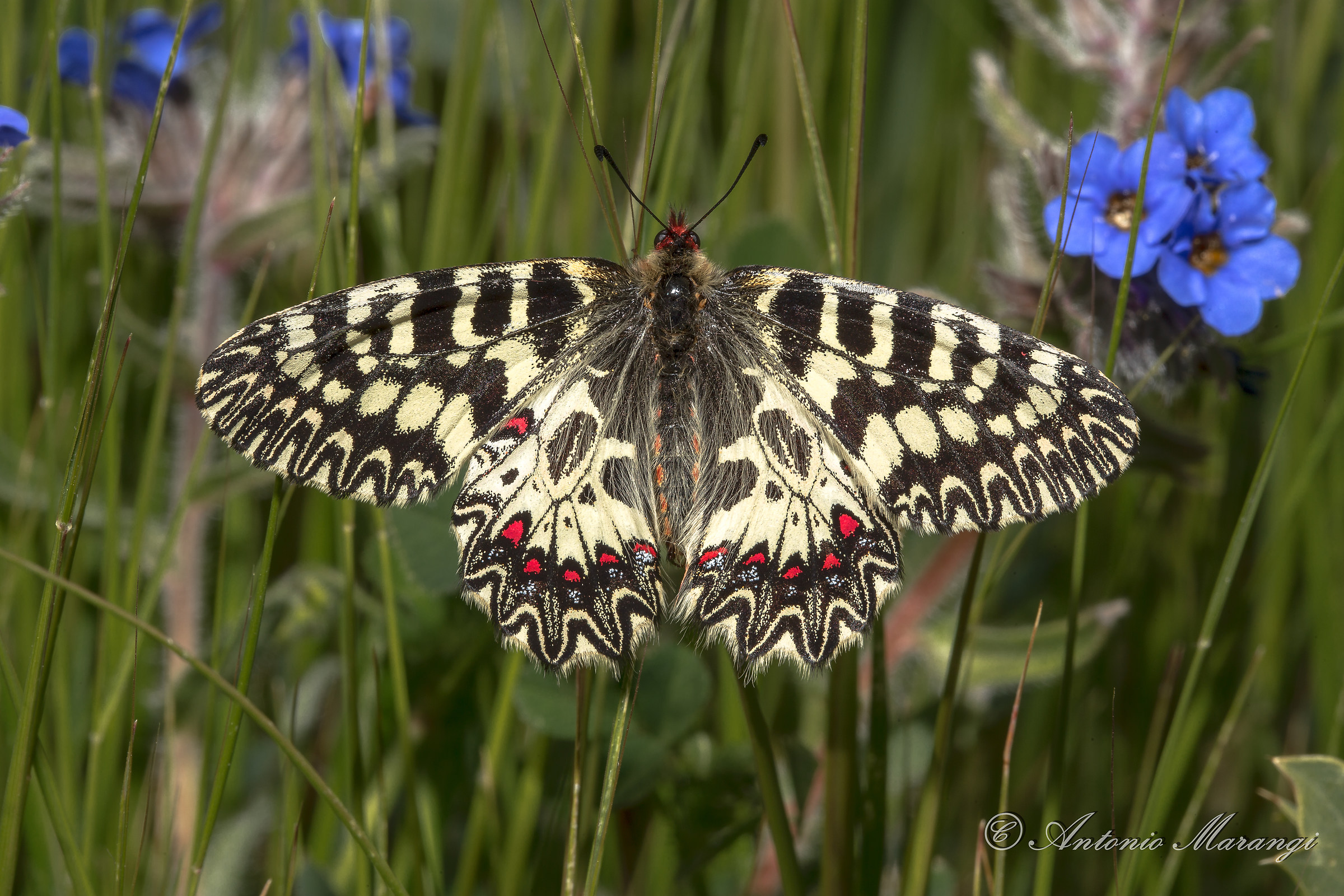 Zerynthia polyxena nel suo mondo