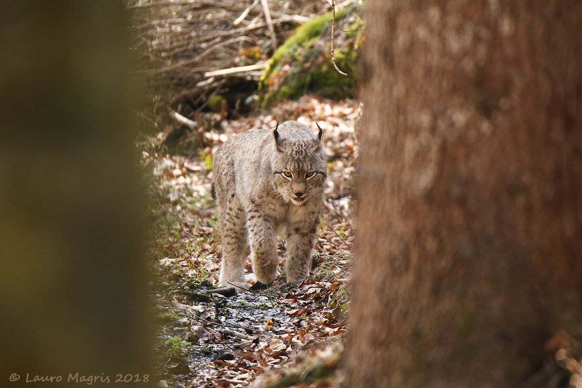 Window on Lynx