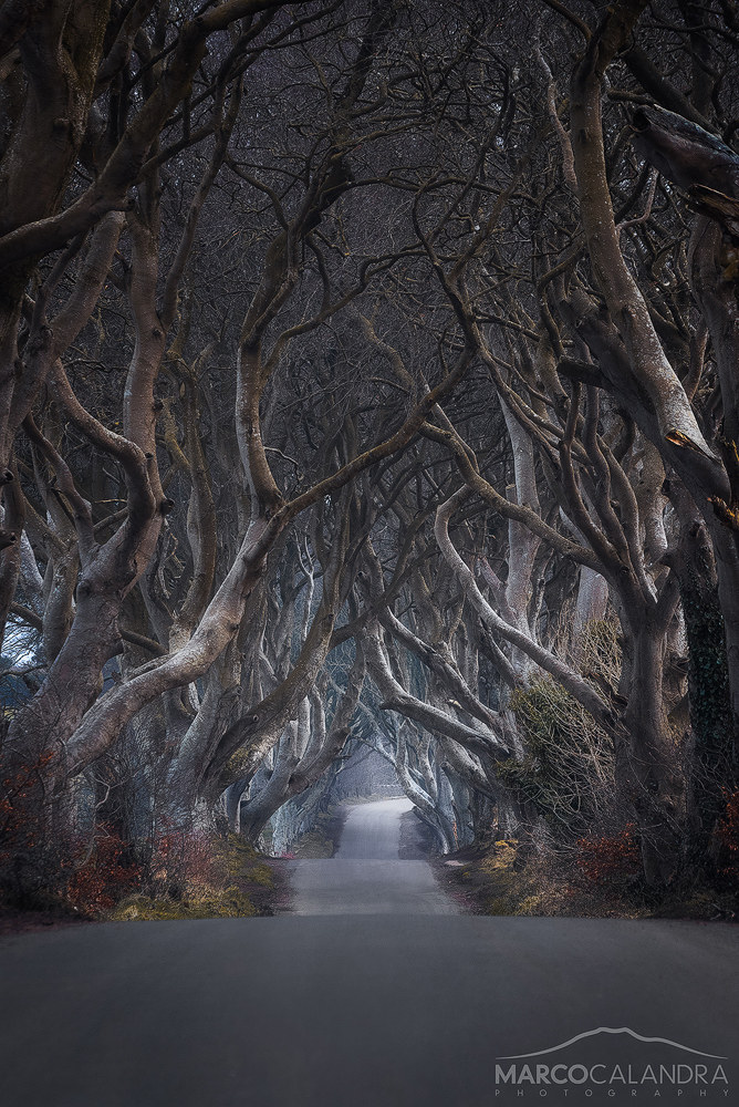 Dark Hedges