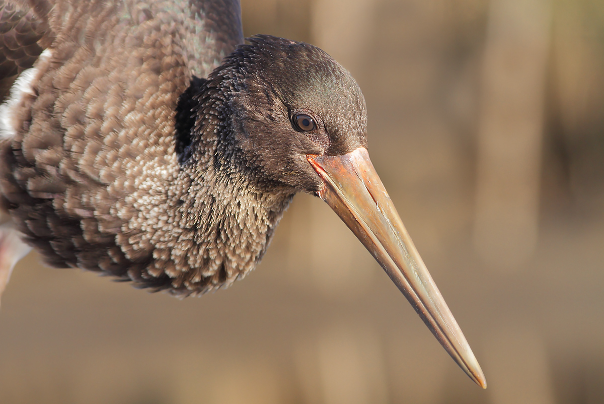 Black Stork