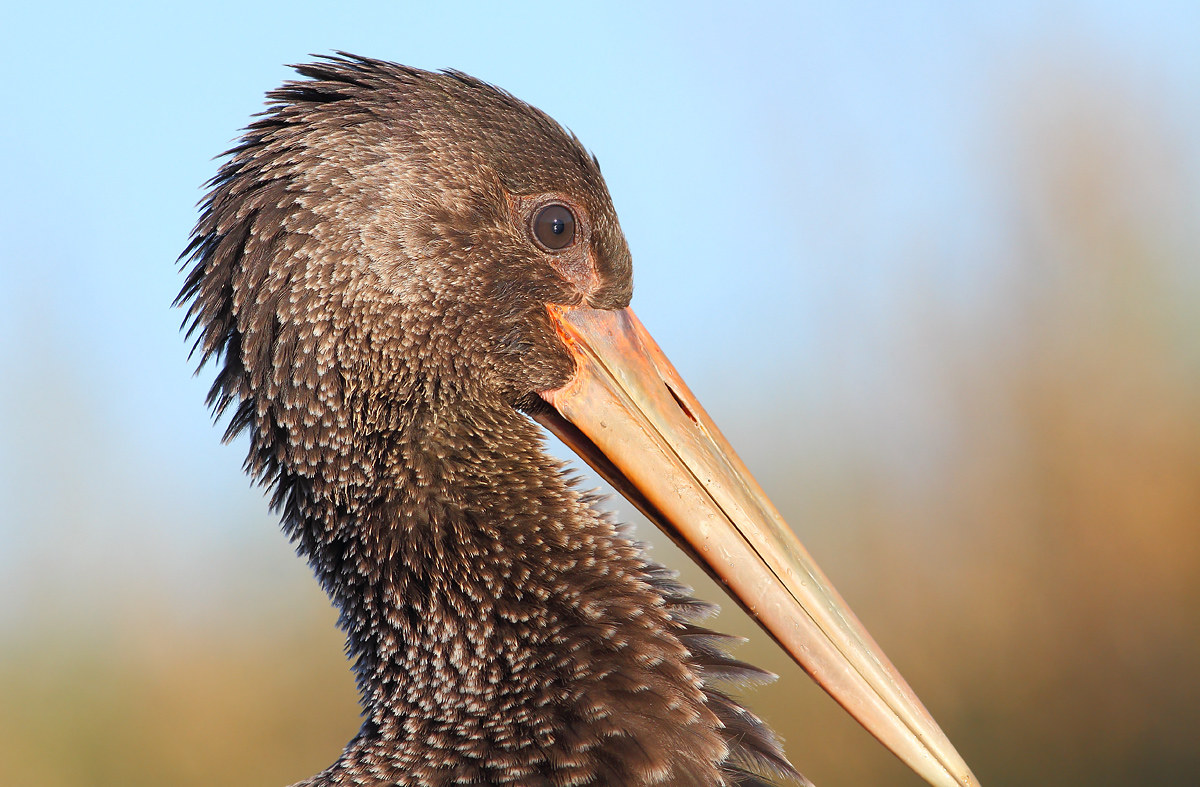 Black Stork