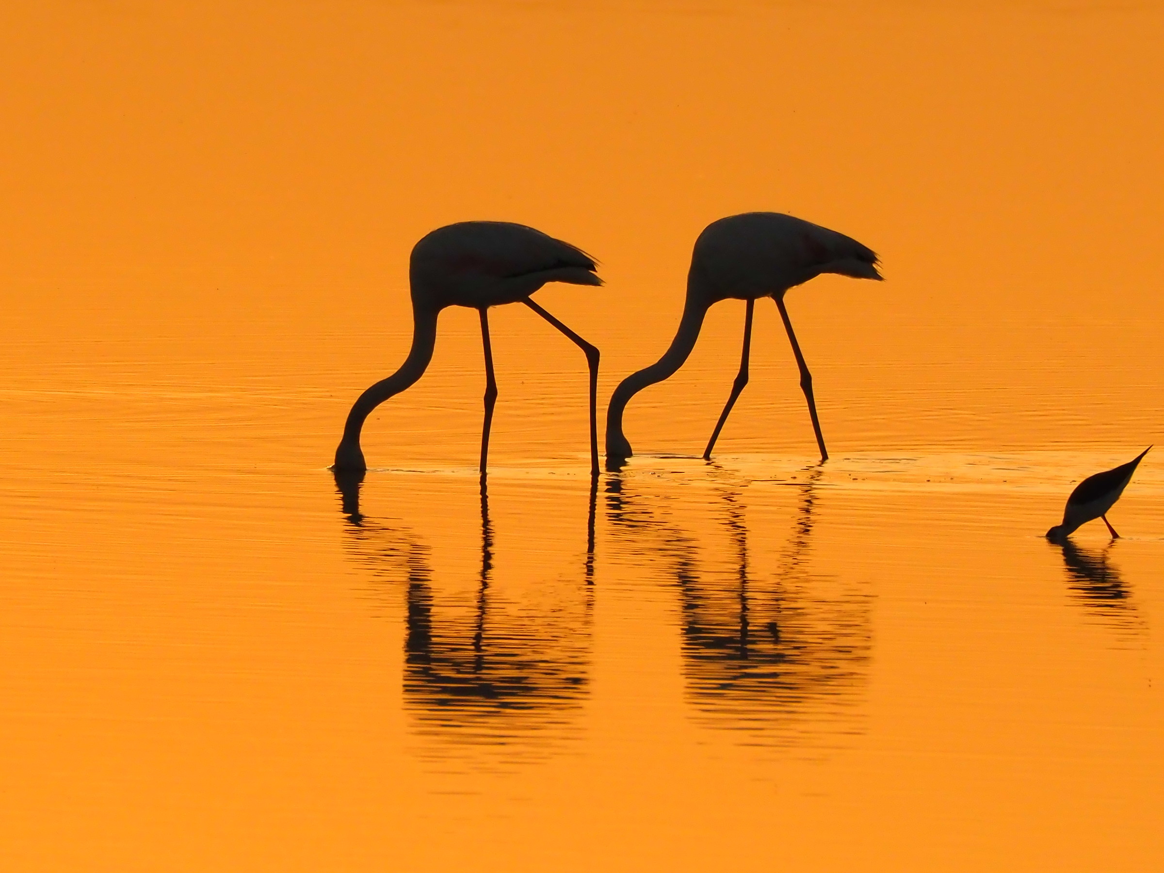 Flamingos by transmitted light