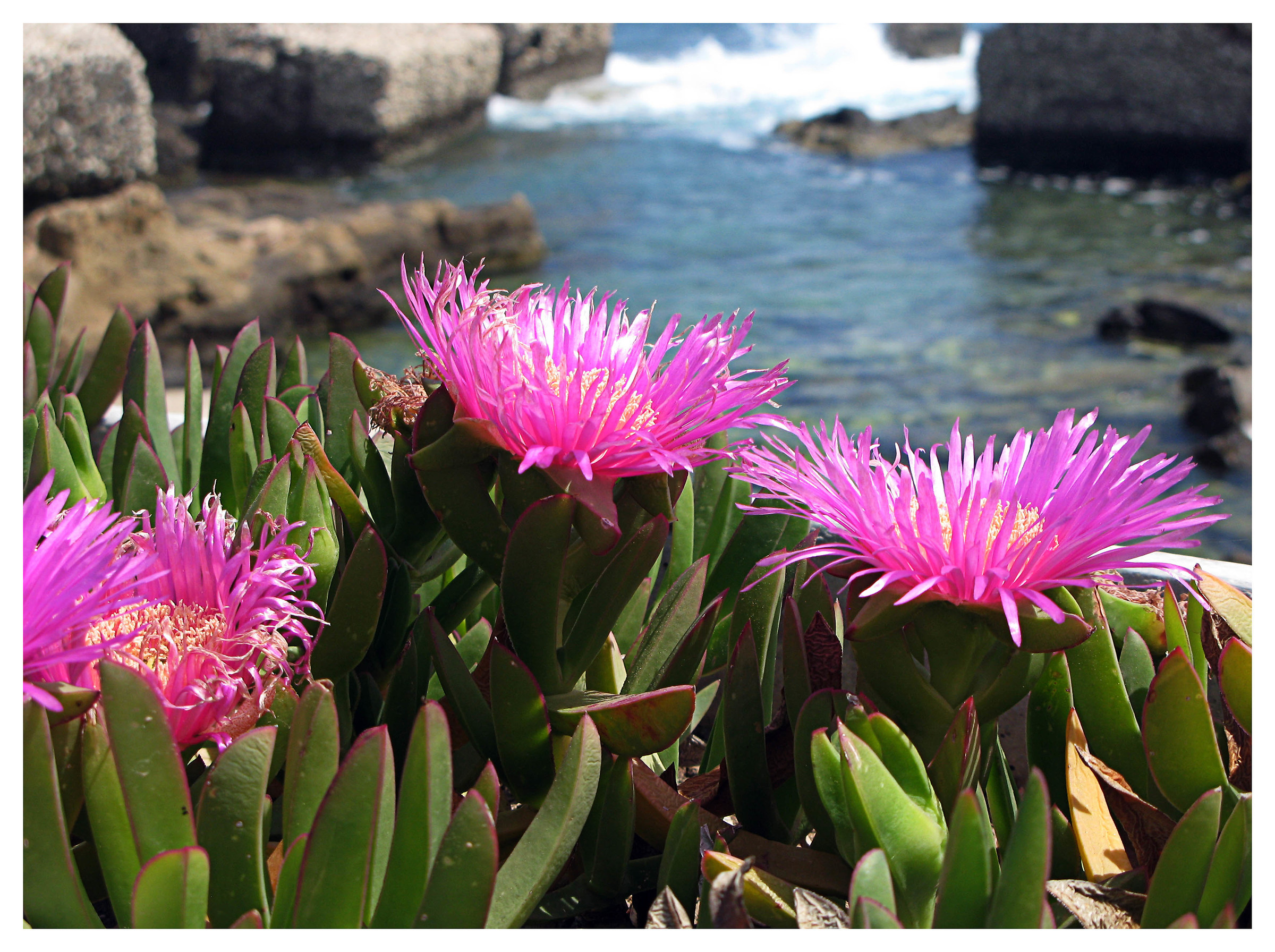 Flowers and sea