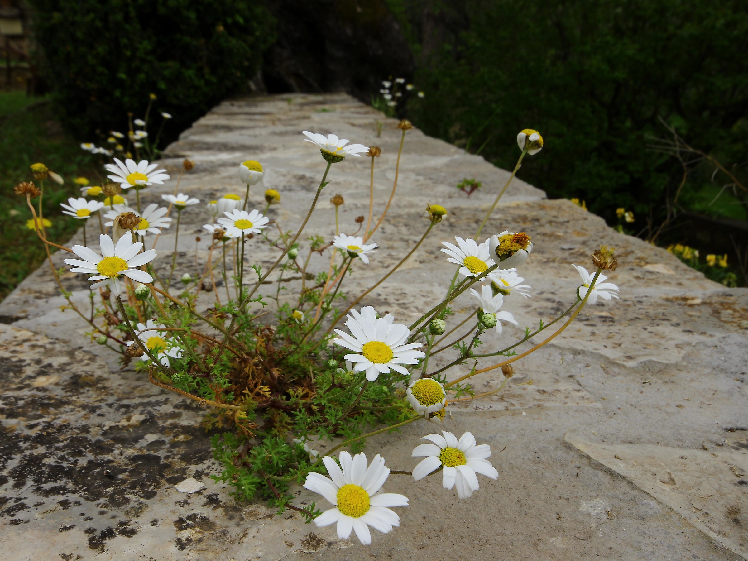 In primavera e le pietre... Bloom