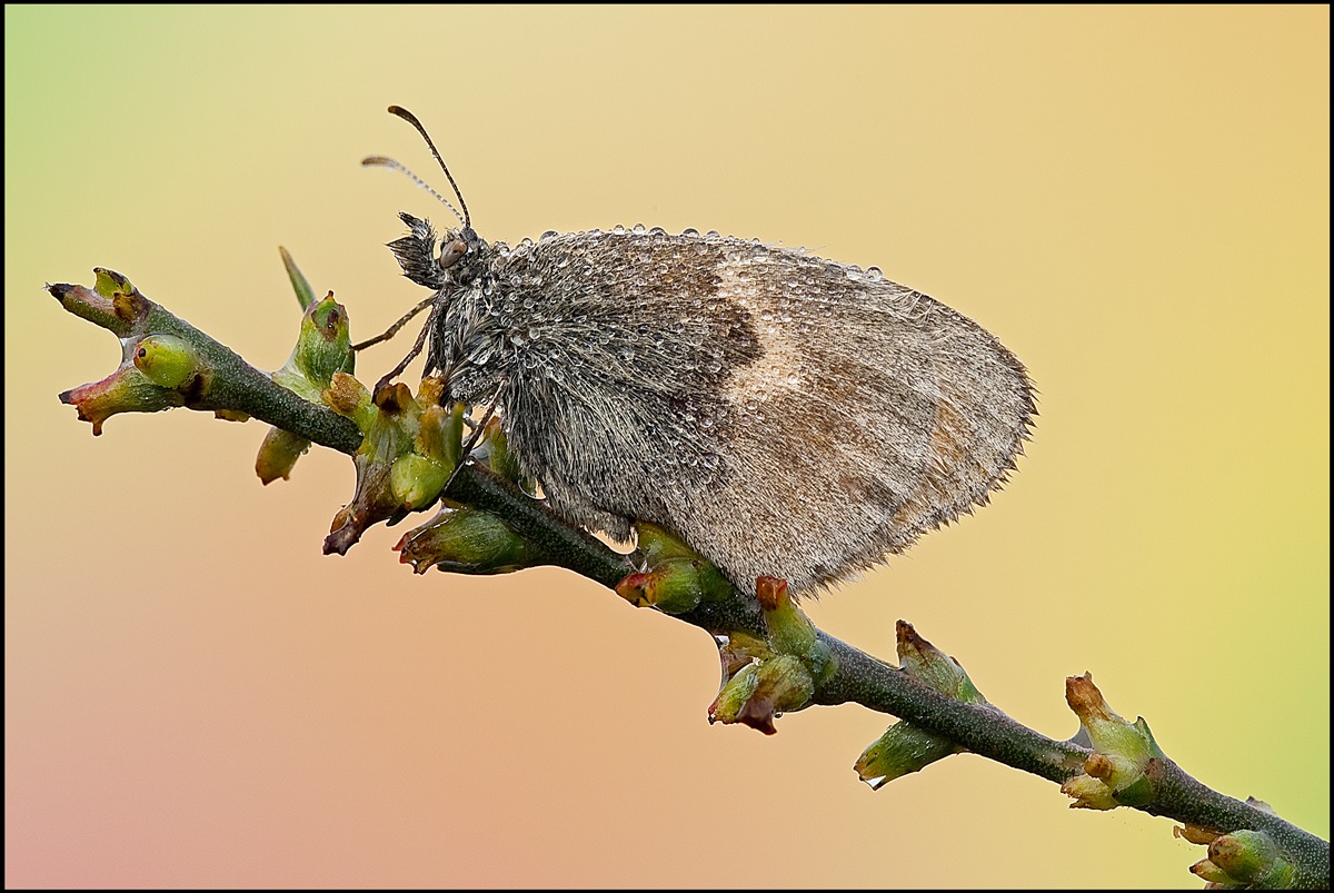 Butterfly in the Rain