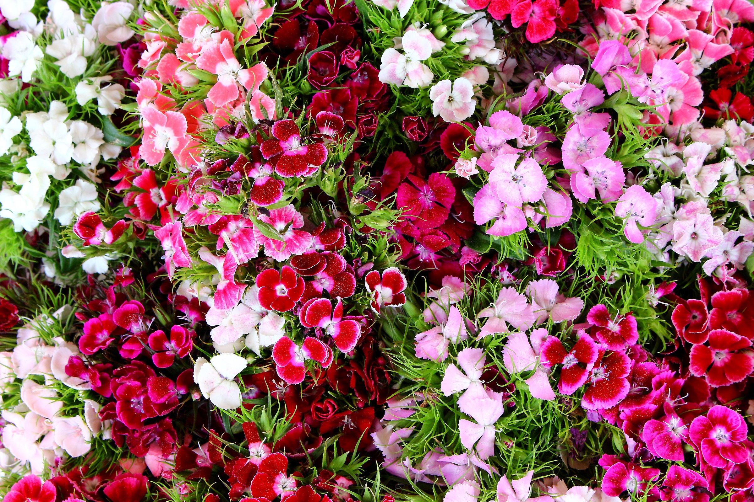 Complessità di primavera