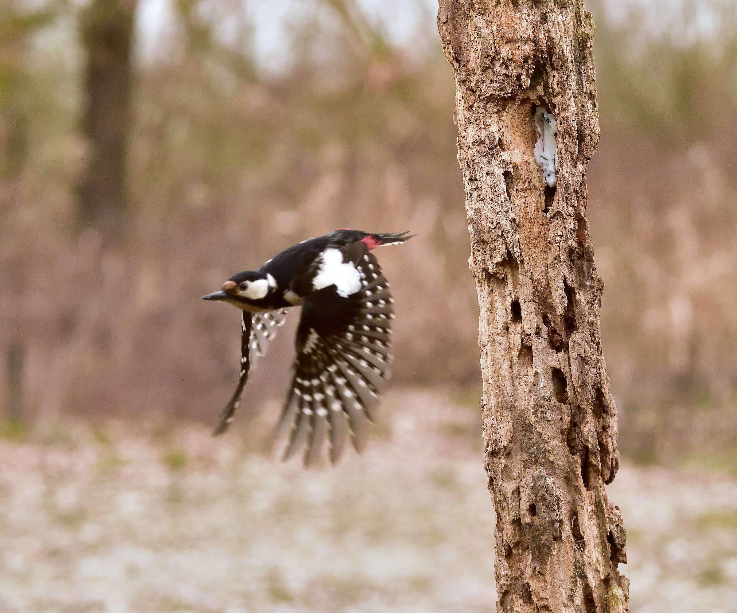 great spotted Woodpecker