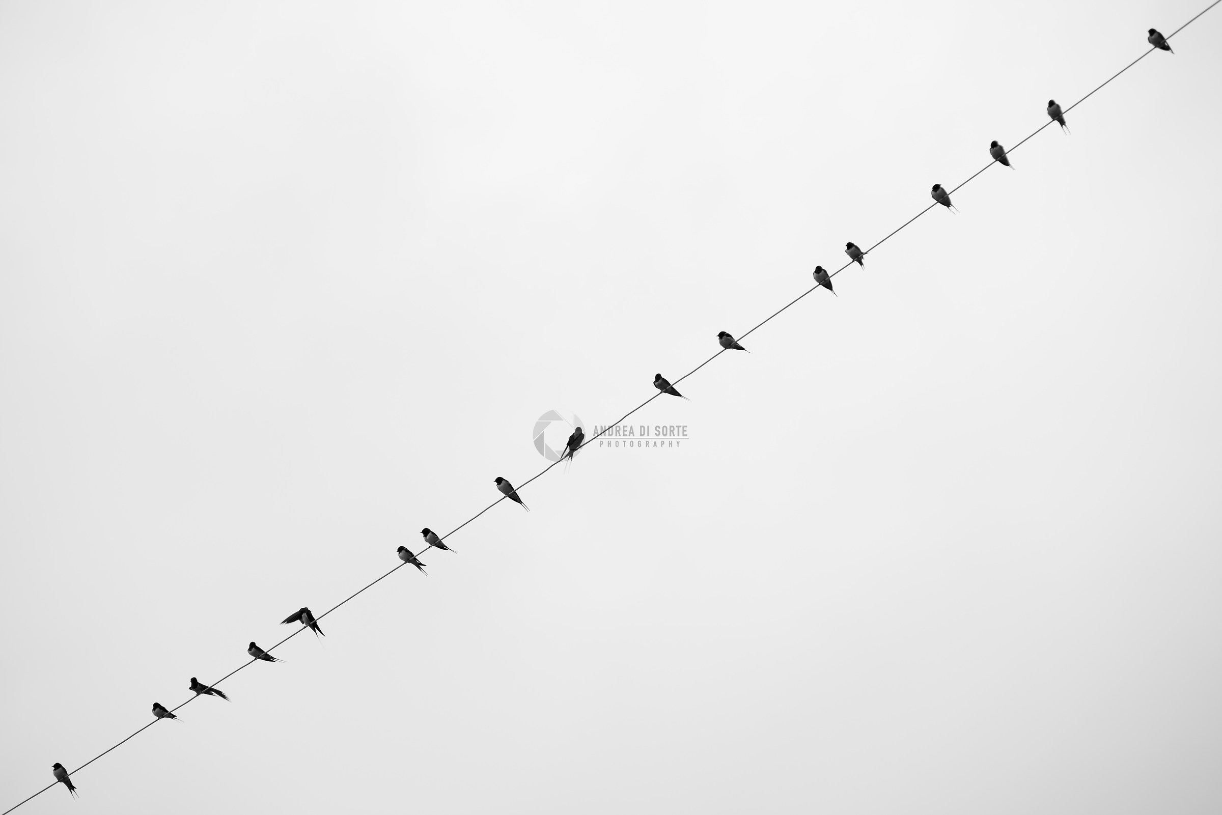 Prima vera Primavera