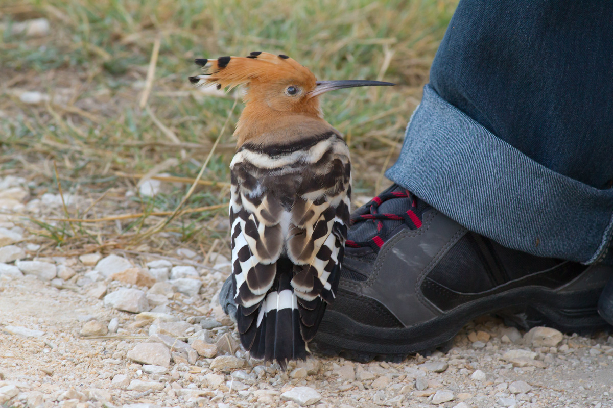 My first Hoopoe the next day.