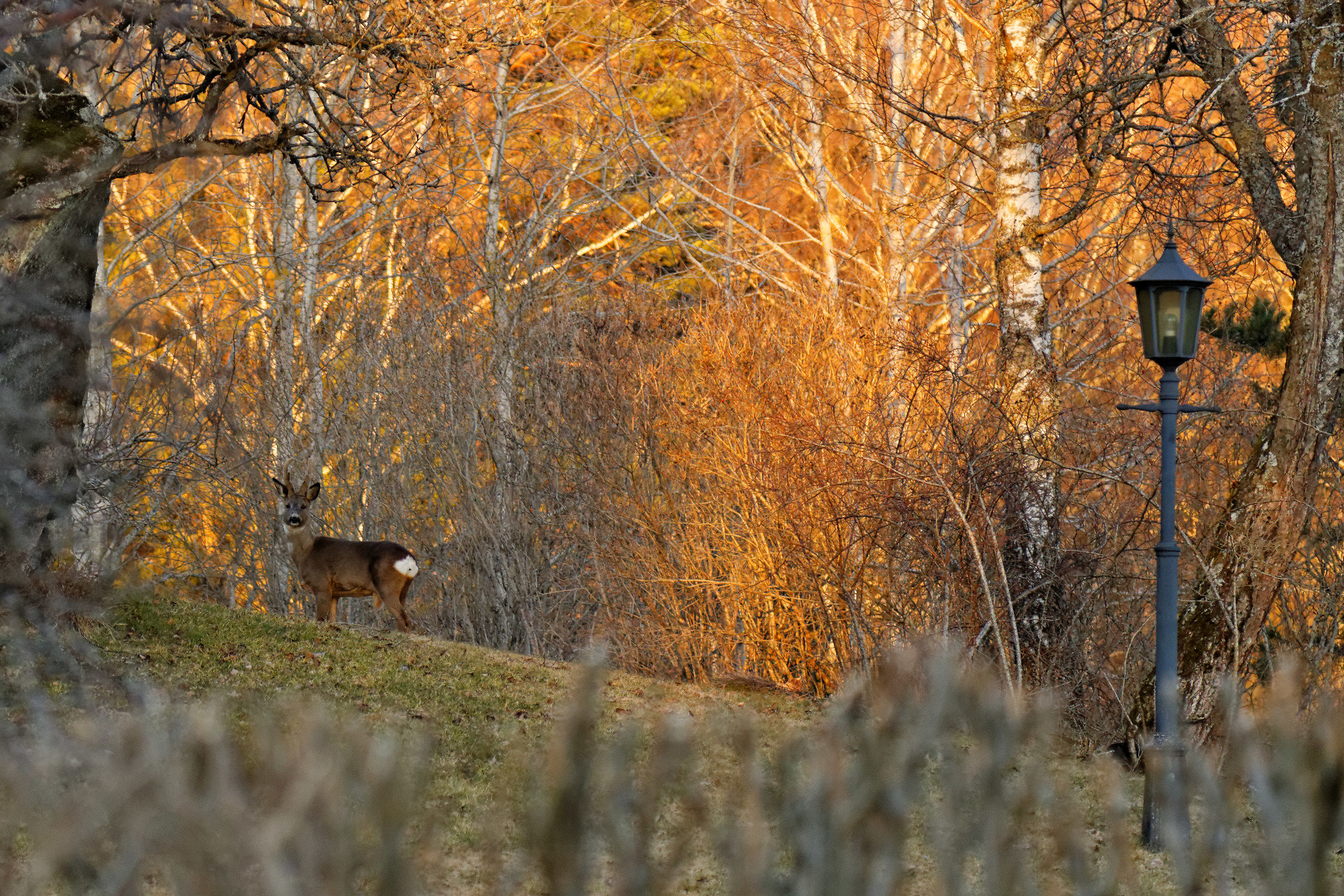 Deer on a red background