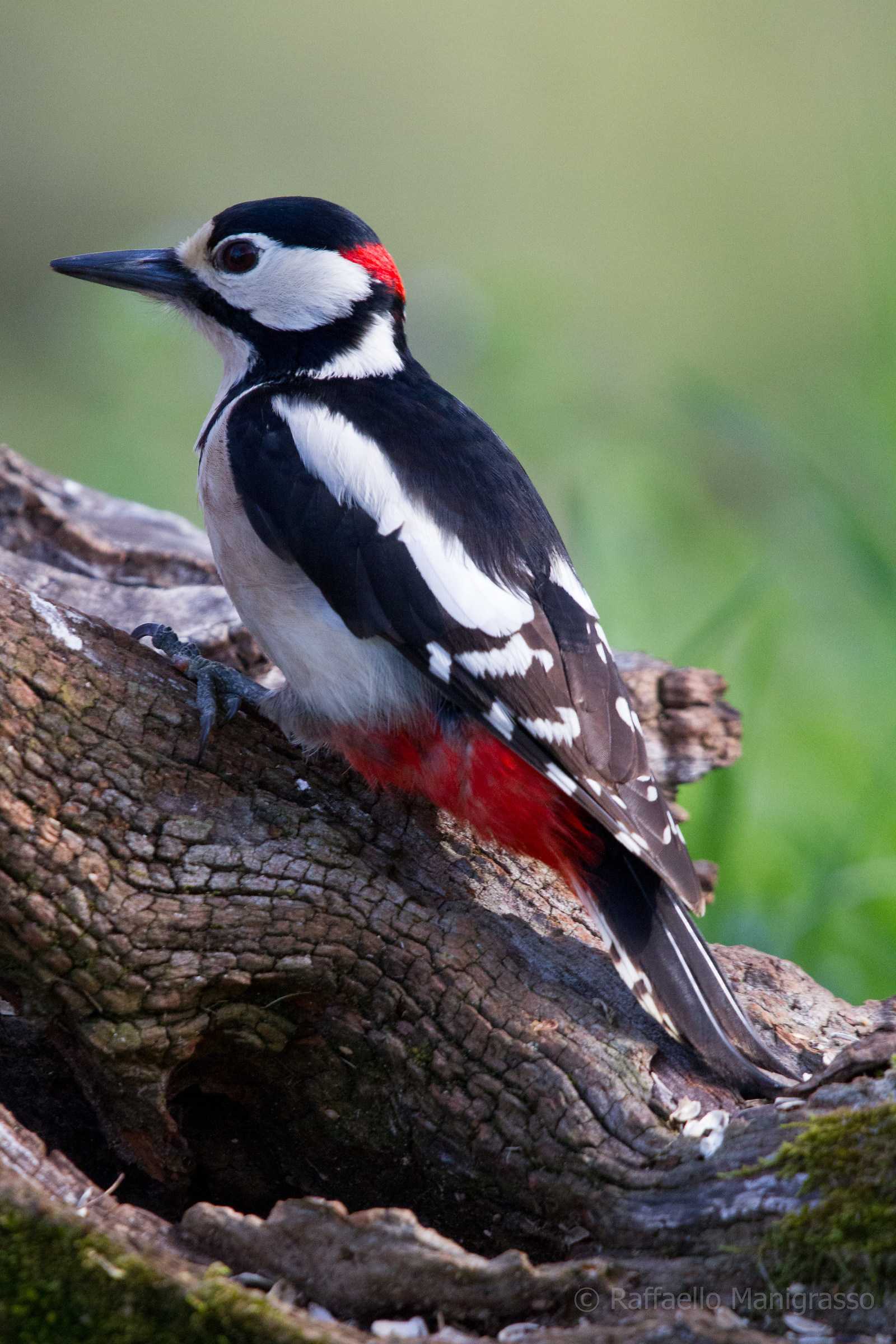 Great Spotted Woodpecker