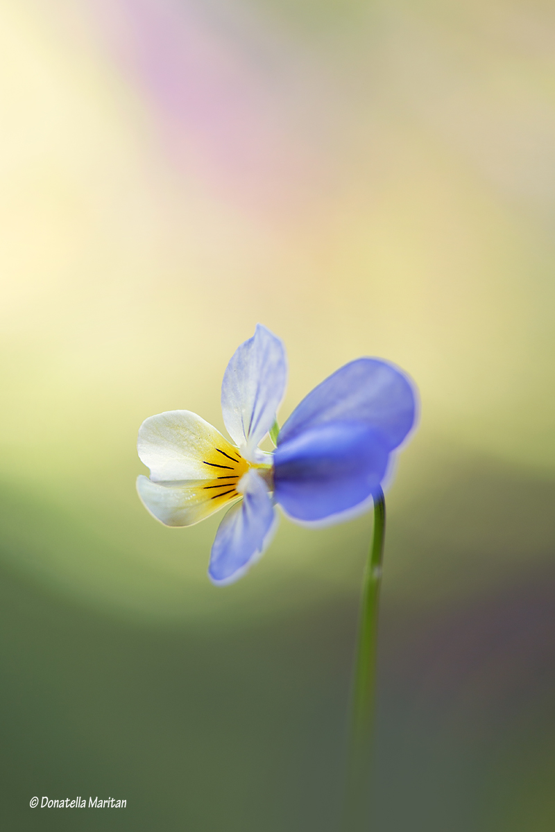 Il piacere del colore