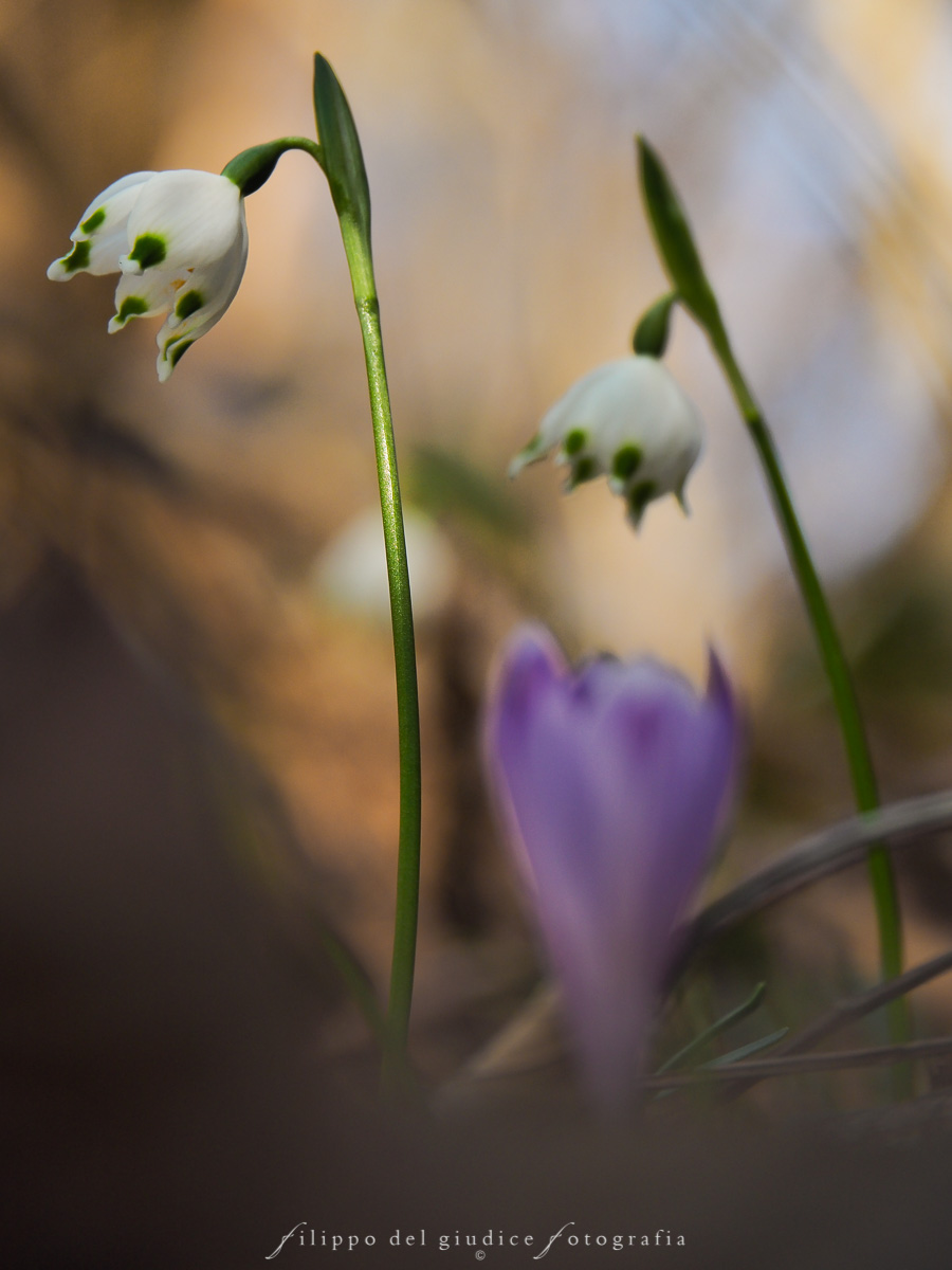 Snowdrops and crocus