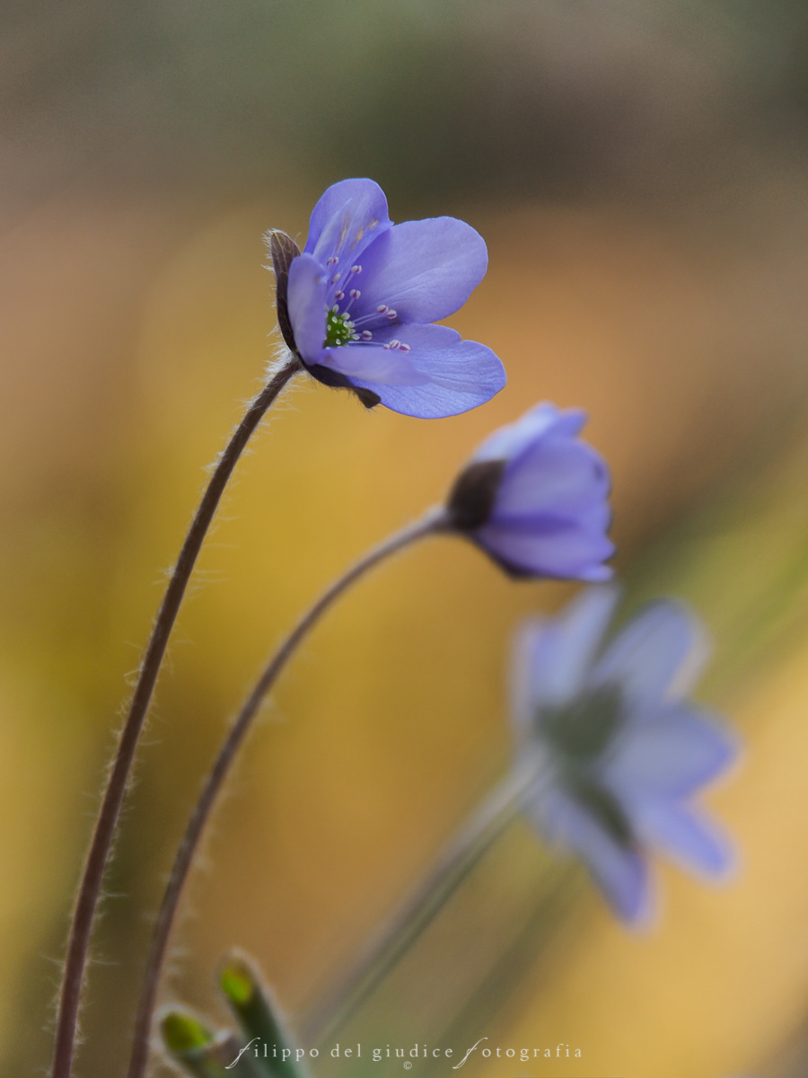 Hepatica nobilis