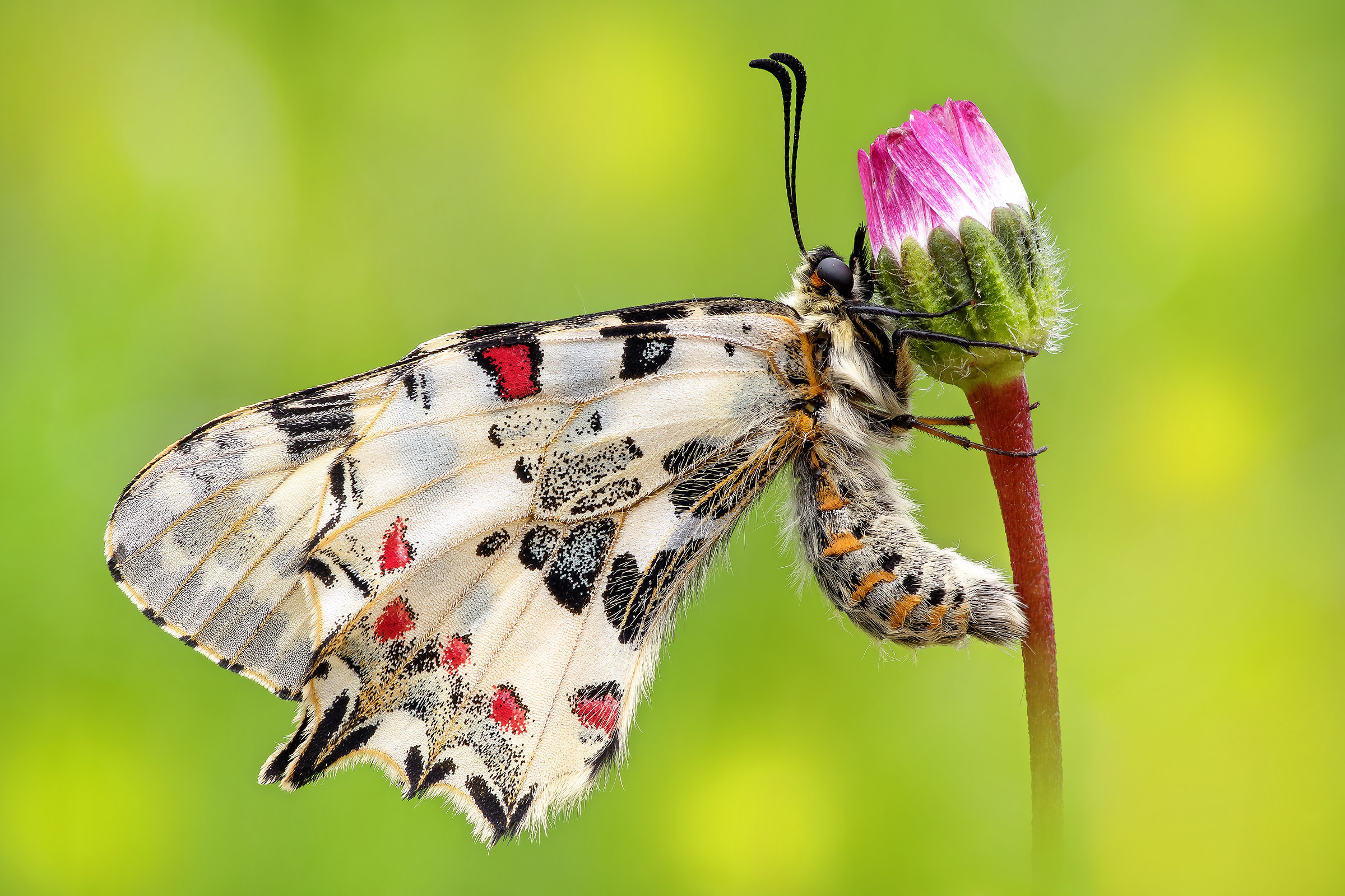 Zerynthia (Allancastria) cerisy (Godart, 1824)