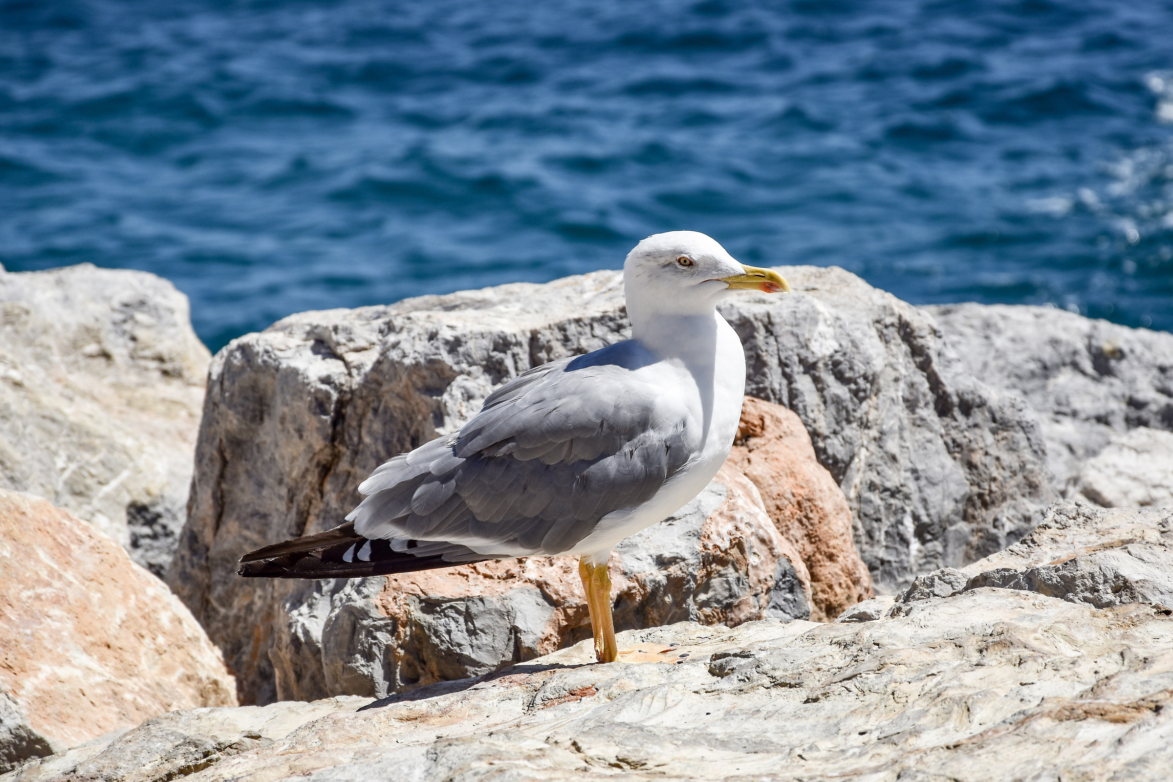Seagull