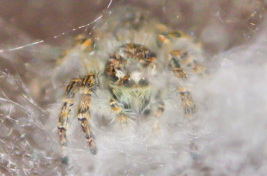 Philaeus chrysops (with Post Production)