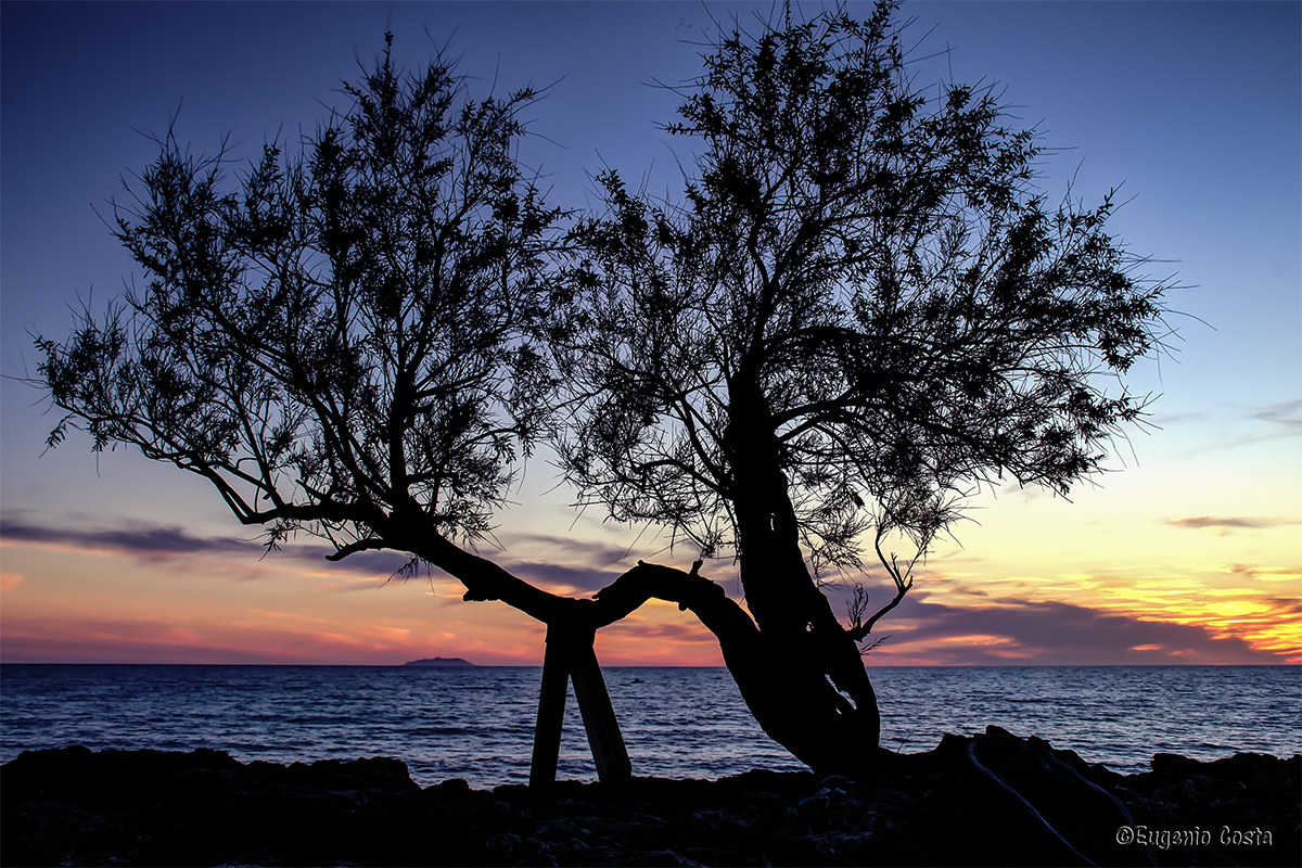La Tamerice del Fattori