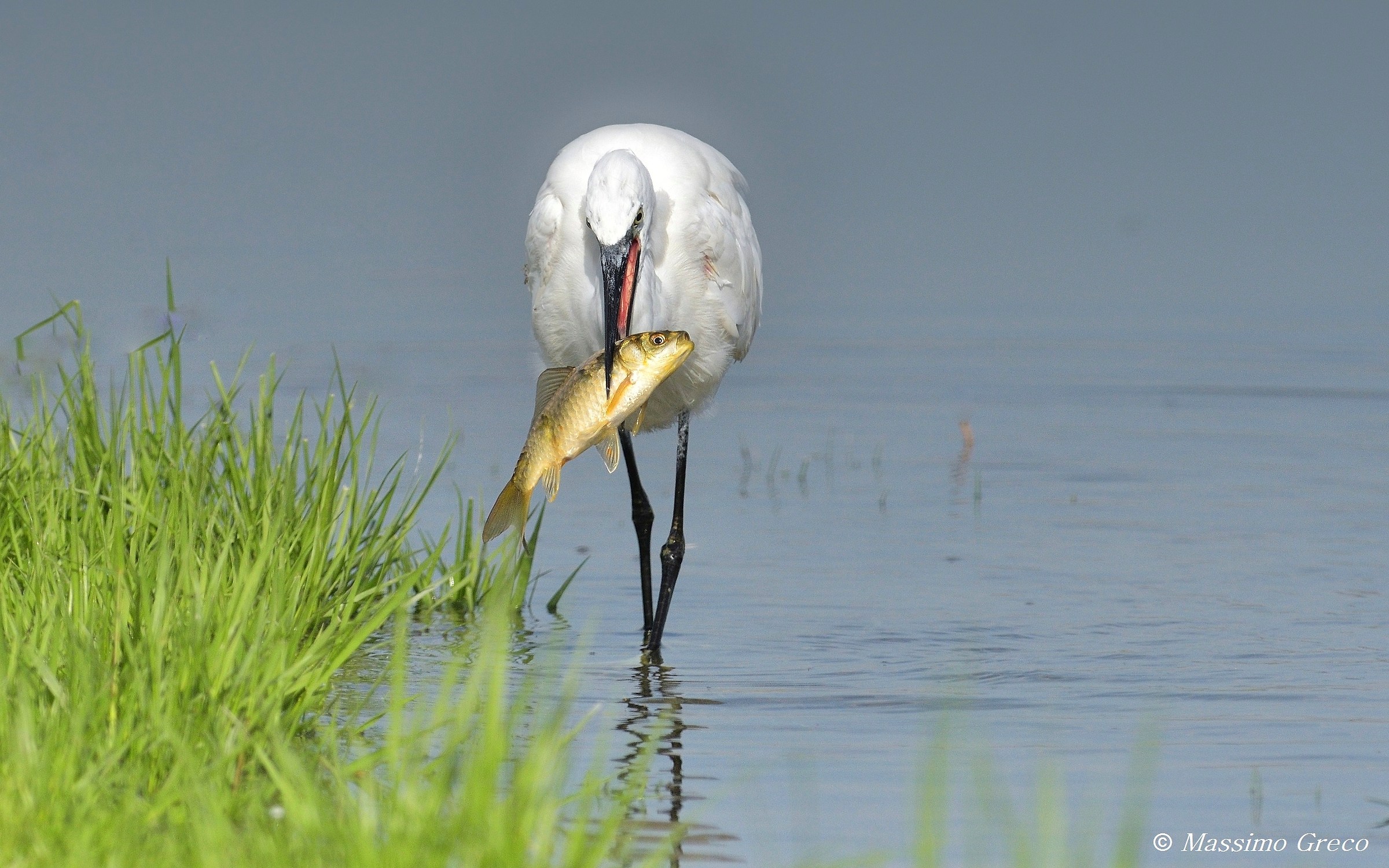 Garzetta alle prese con una grossa preda