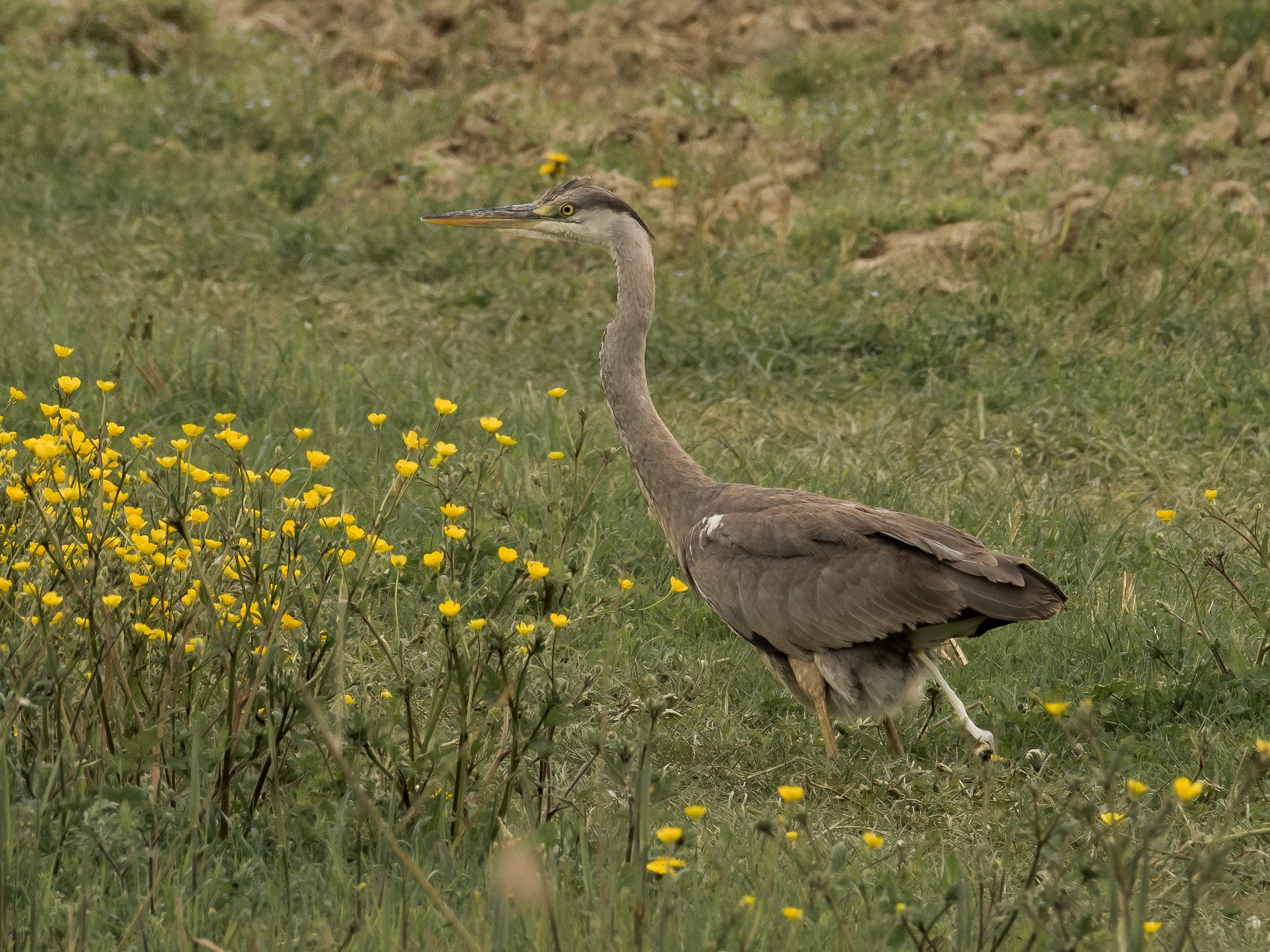 Da capire Airone Rosso o Cenerino o......?