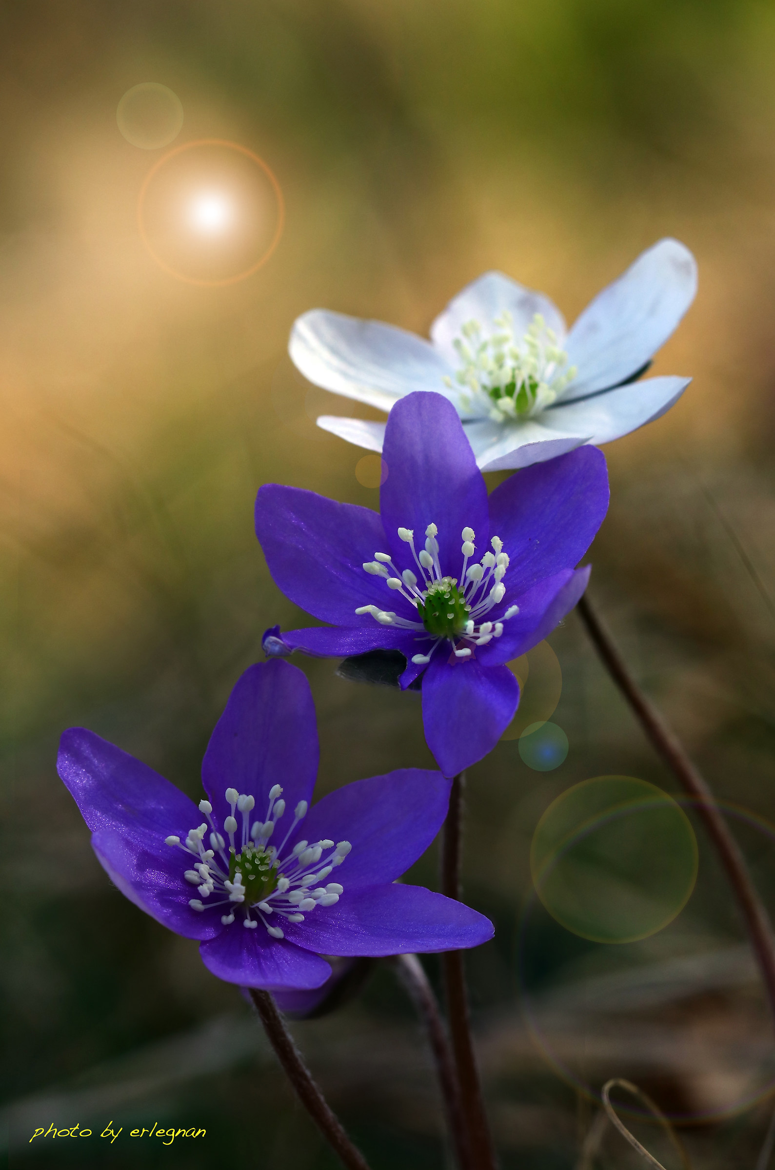 Lined up for one without pushing