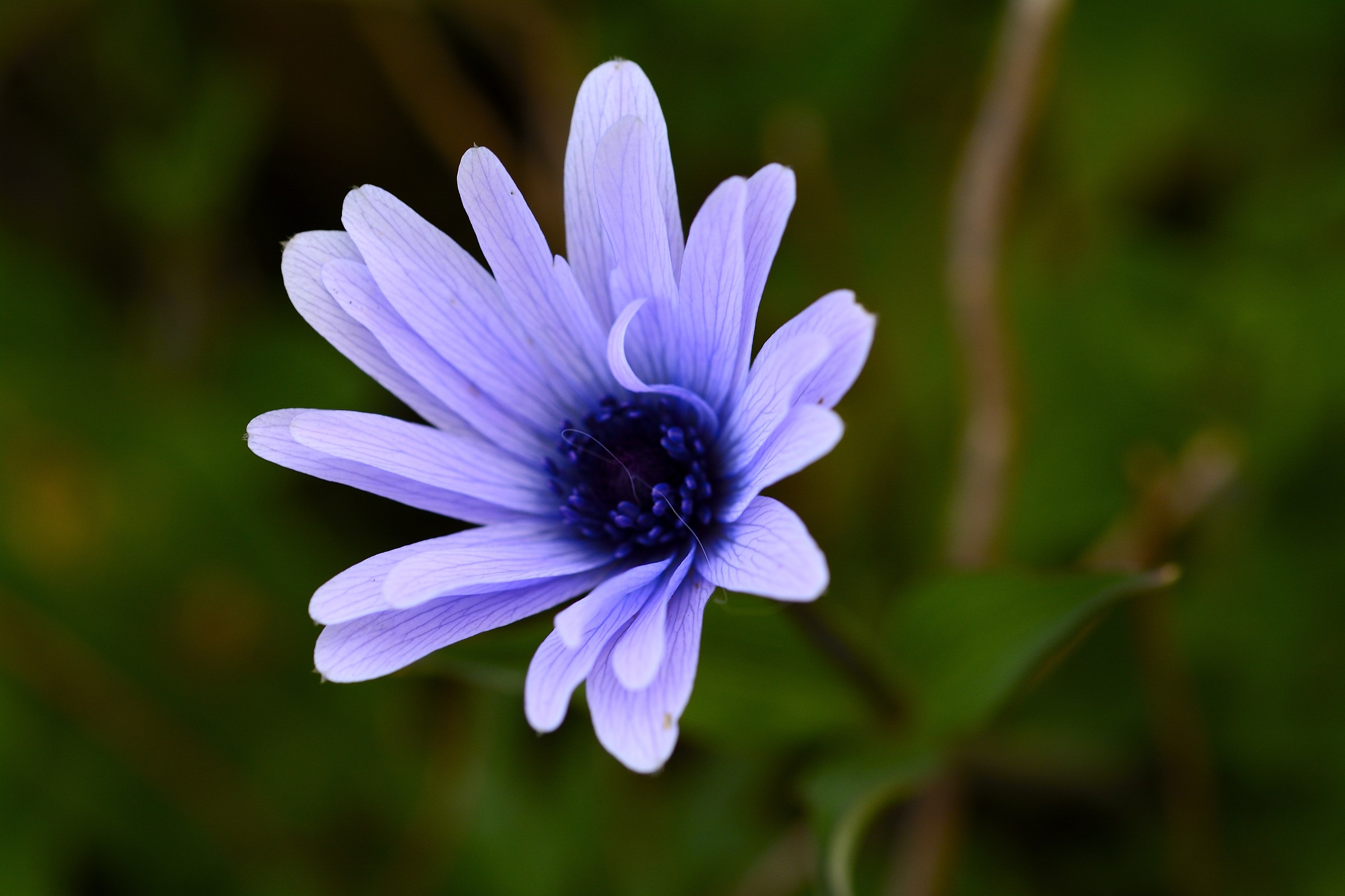 Flower in the garden