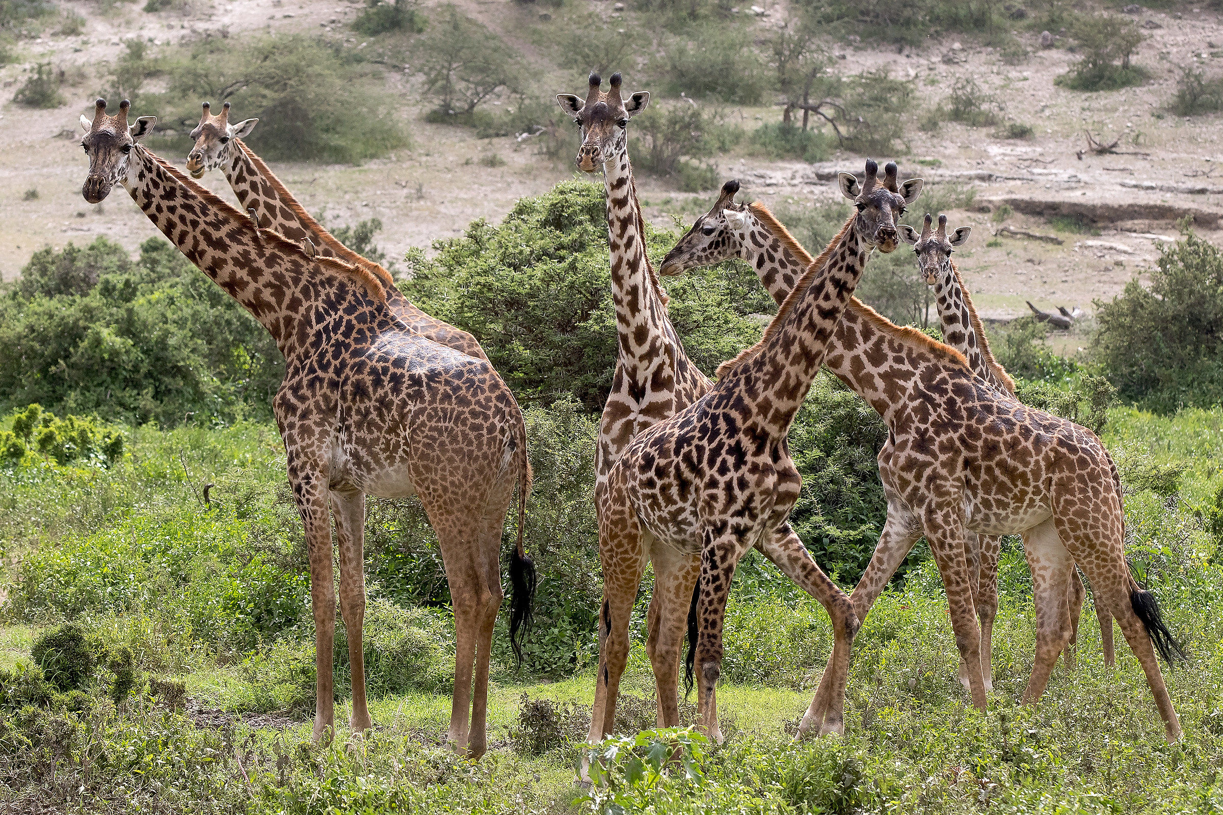 Giraffe (giraffa camelopardalis tippelskirchi )