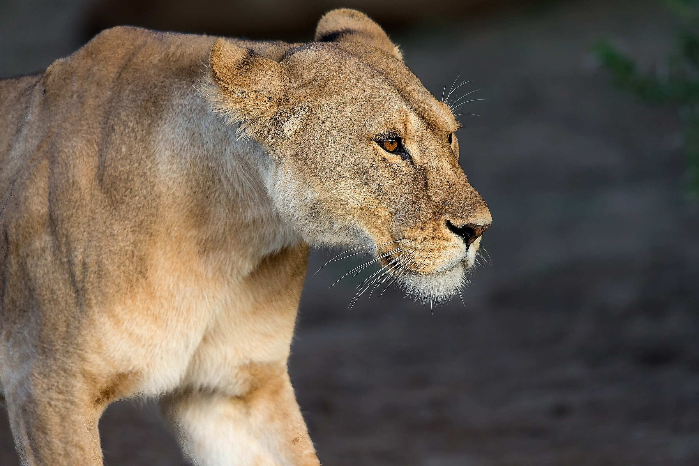 the Queen (Panthera leo)