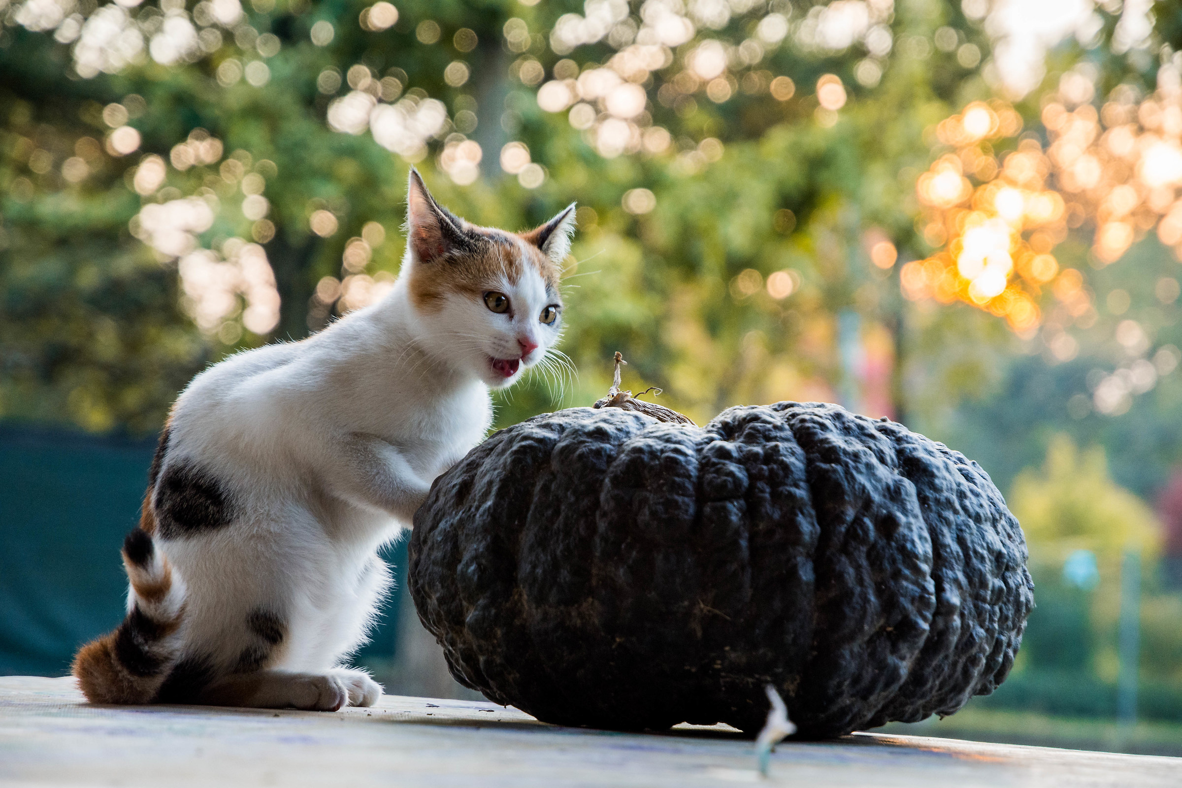 ucciderò tutti gli umani ma prima mangio questa zucca