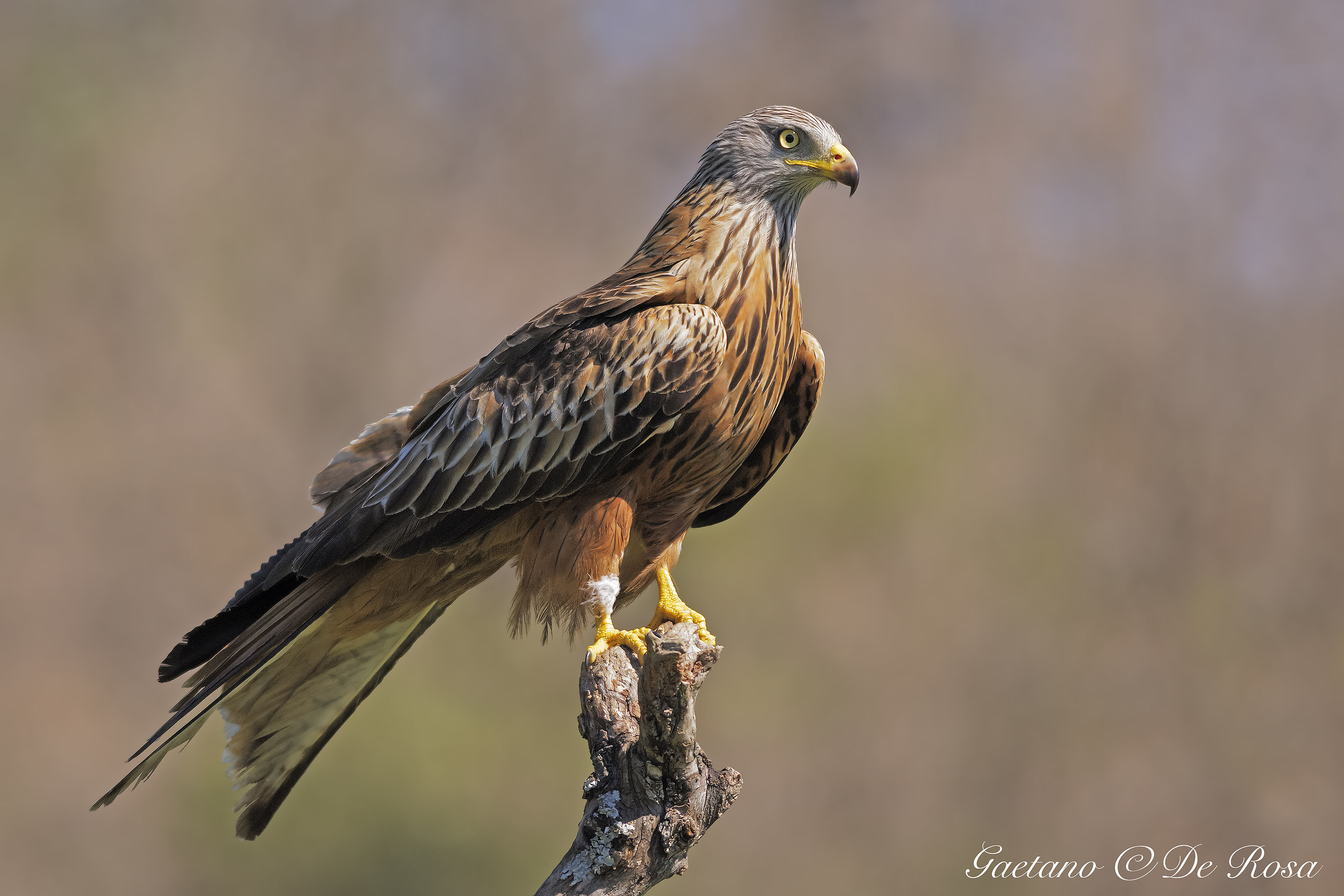 Red Kite