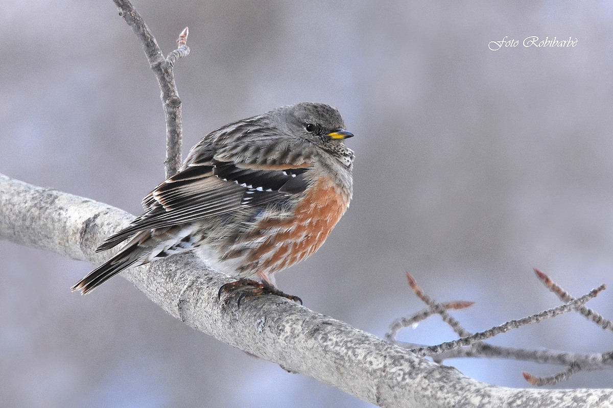 Alpine accentor.