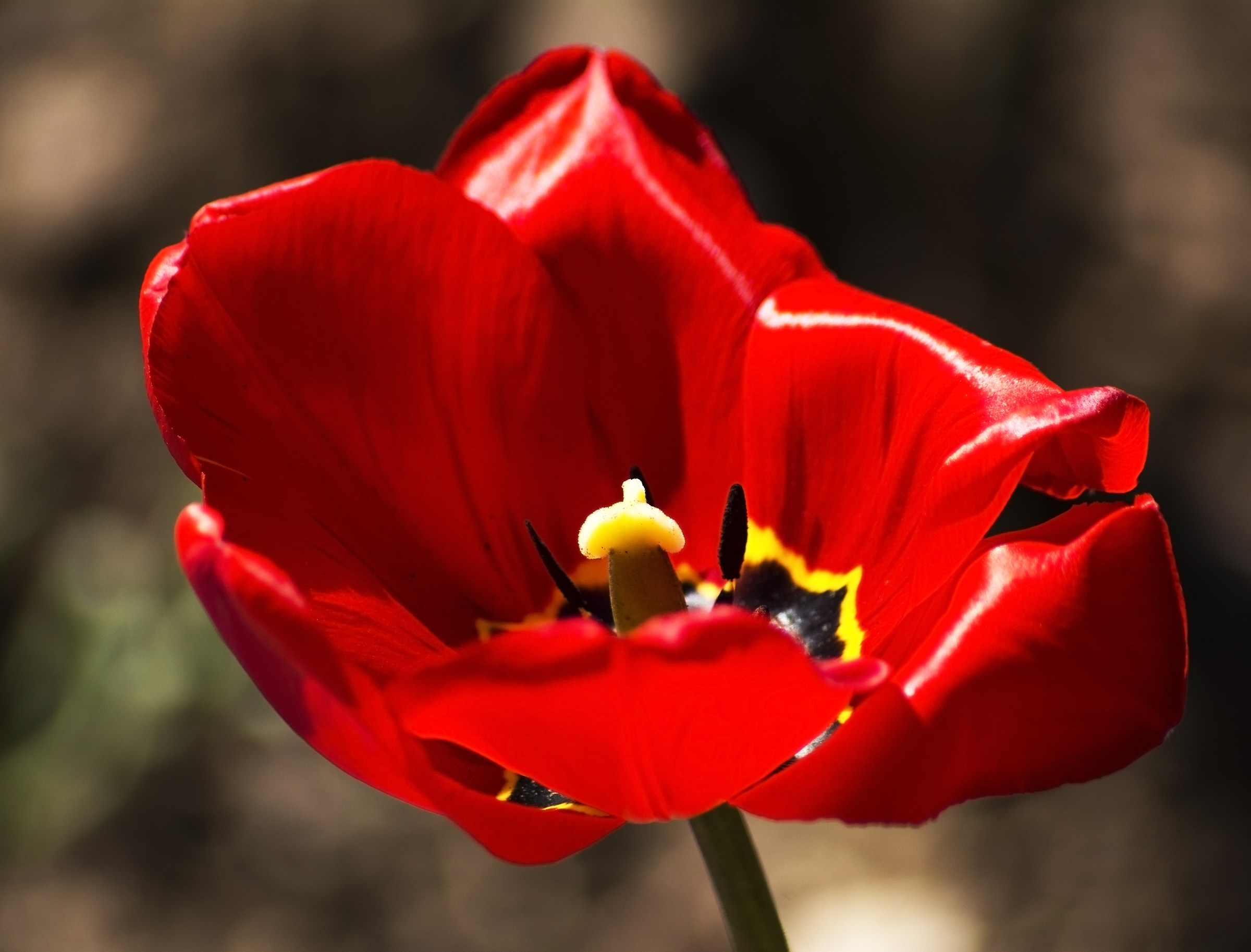 The beauty in spring