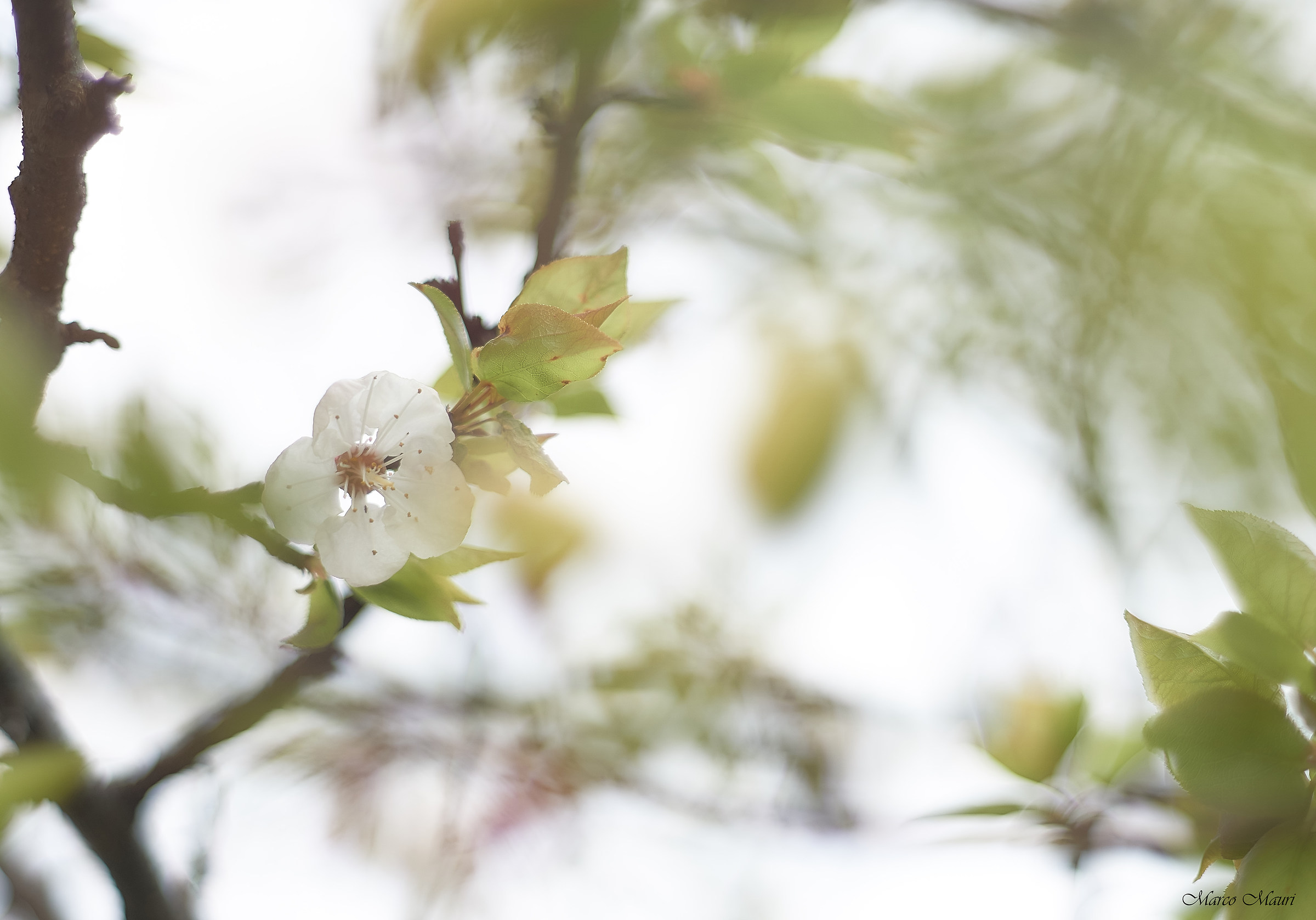Fiore d'albicocco