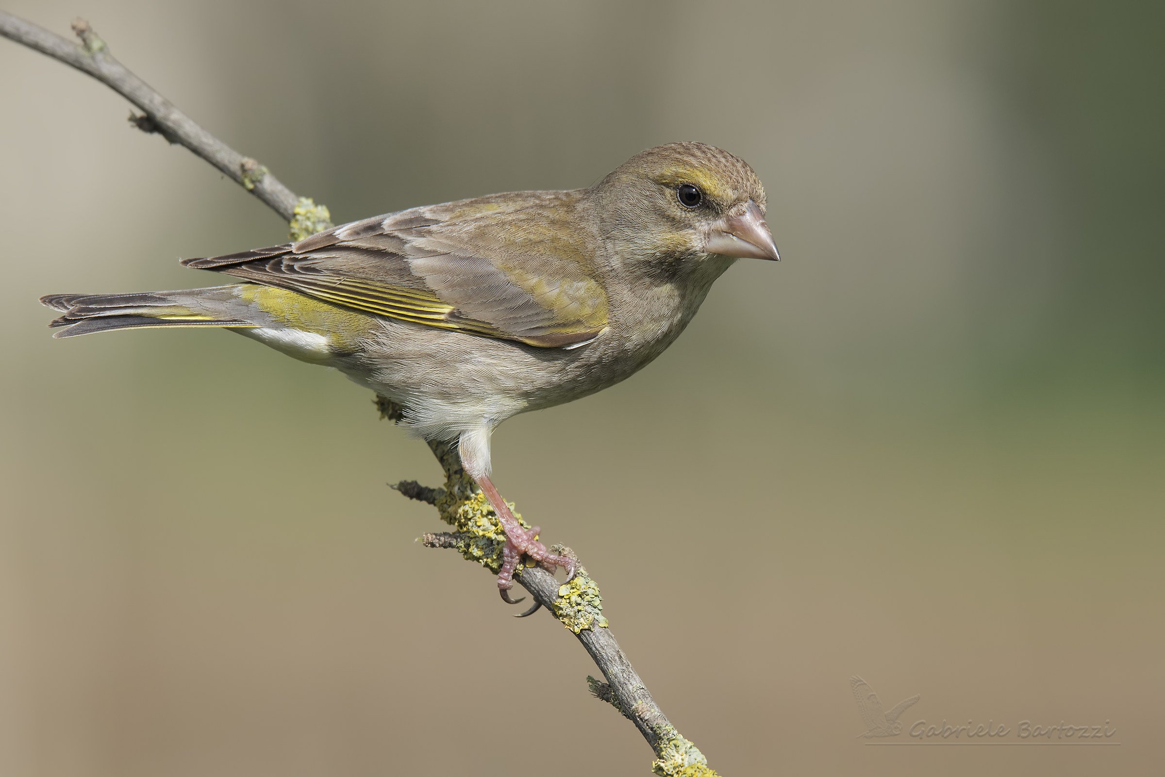 Female Greenfinch
