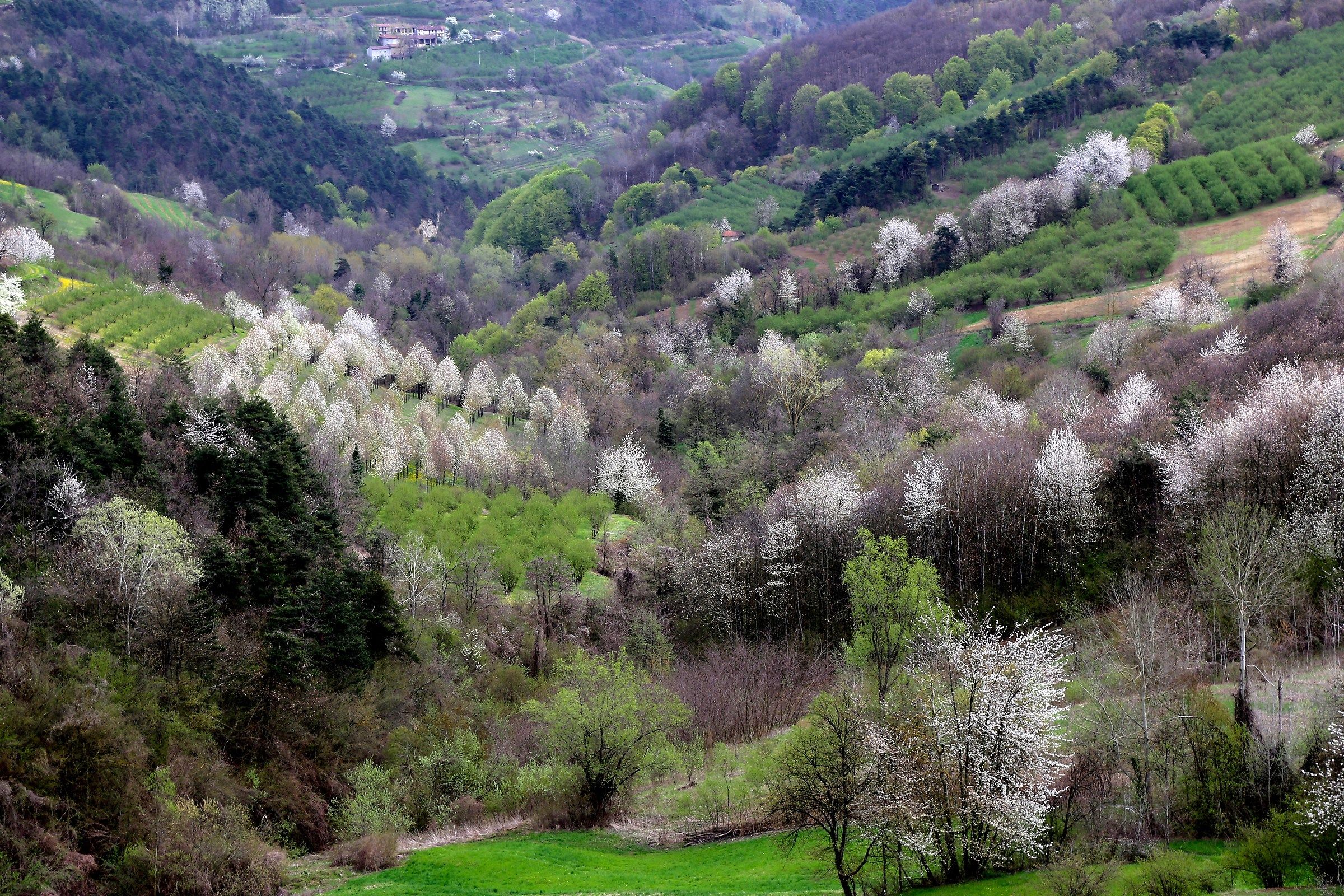 Primavera a Lequio Berria