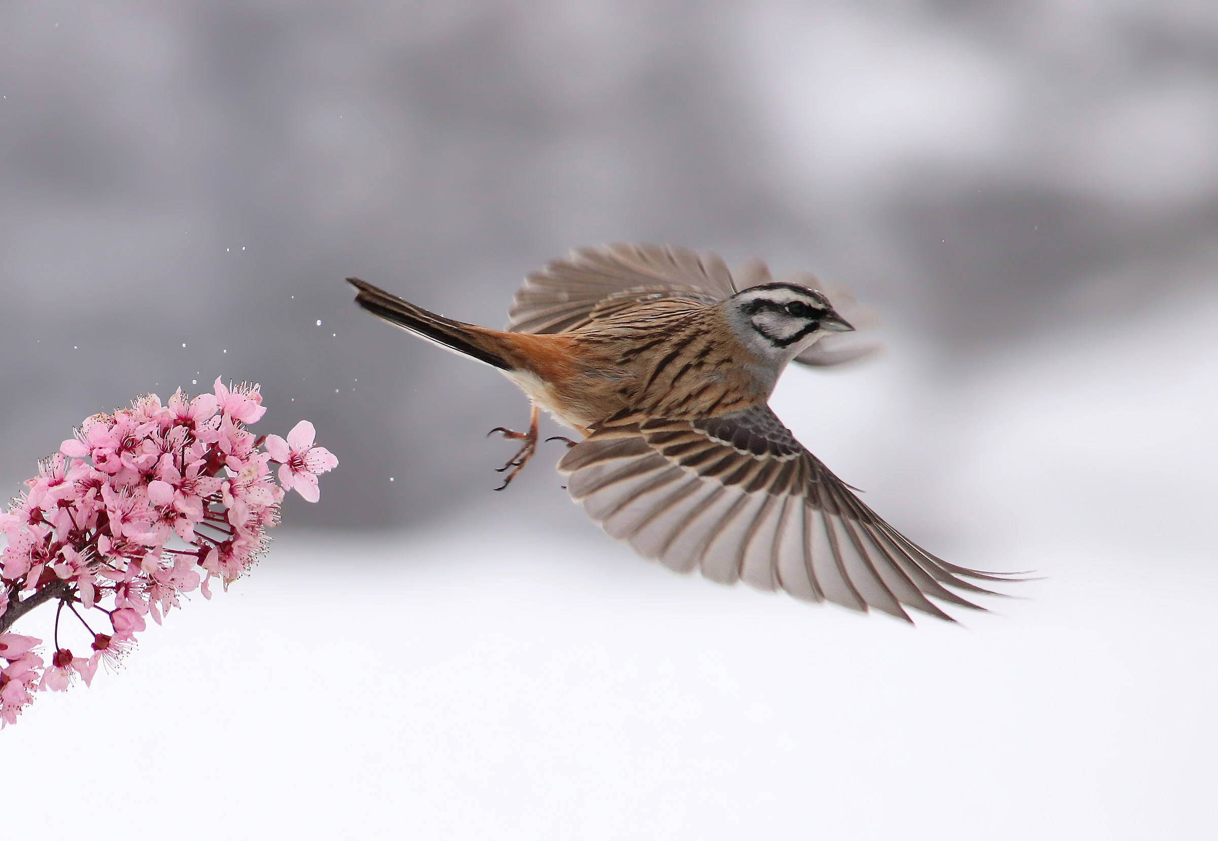 The rock Bunting ...
