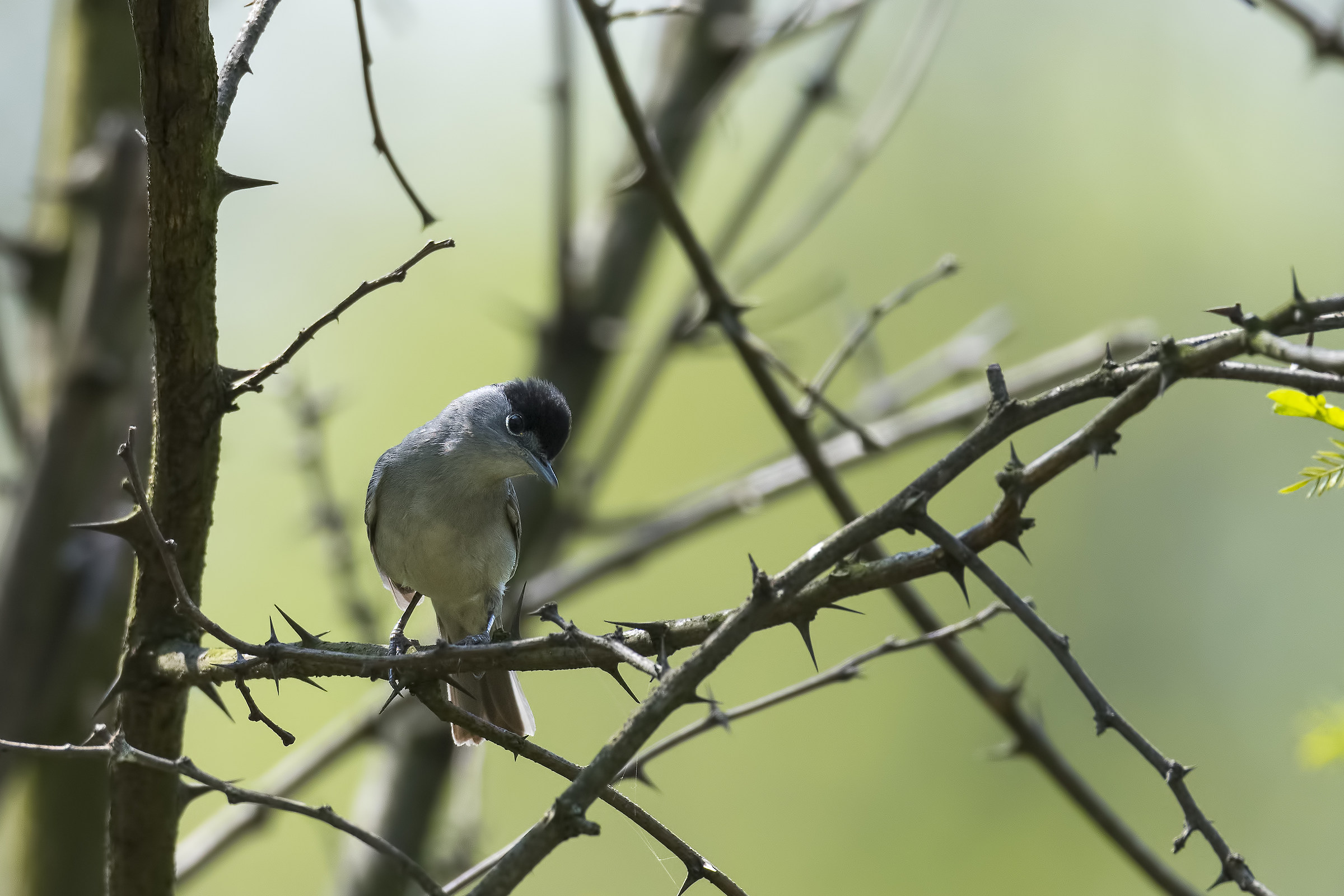Blackcap